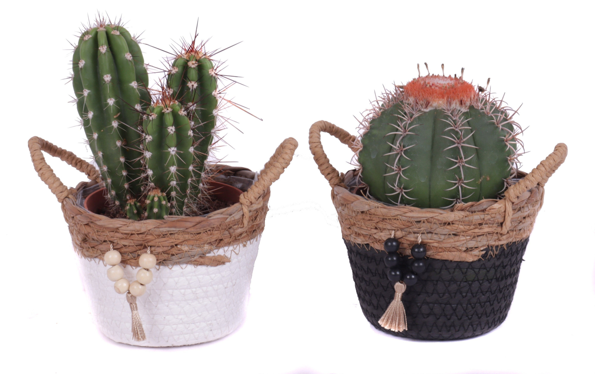 Cactus mix 10,5 cm in tokelau mand, D 14 cm