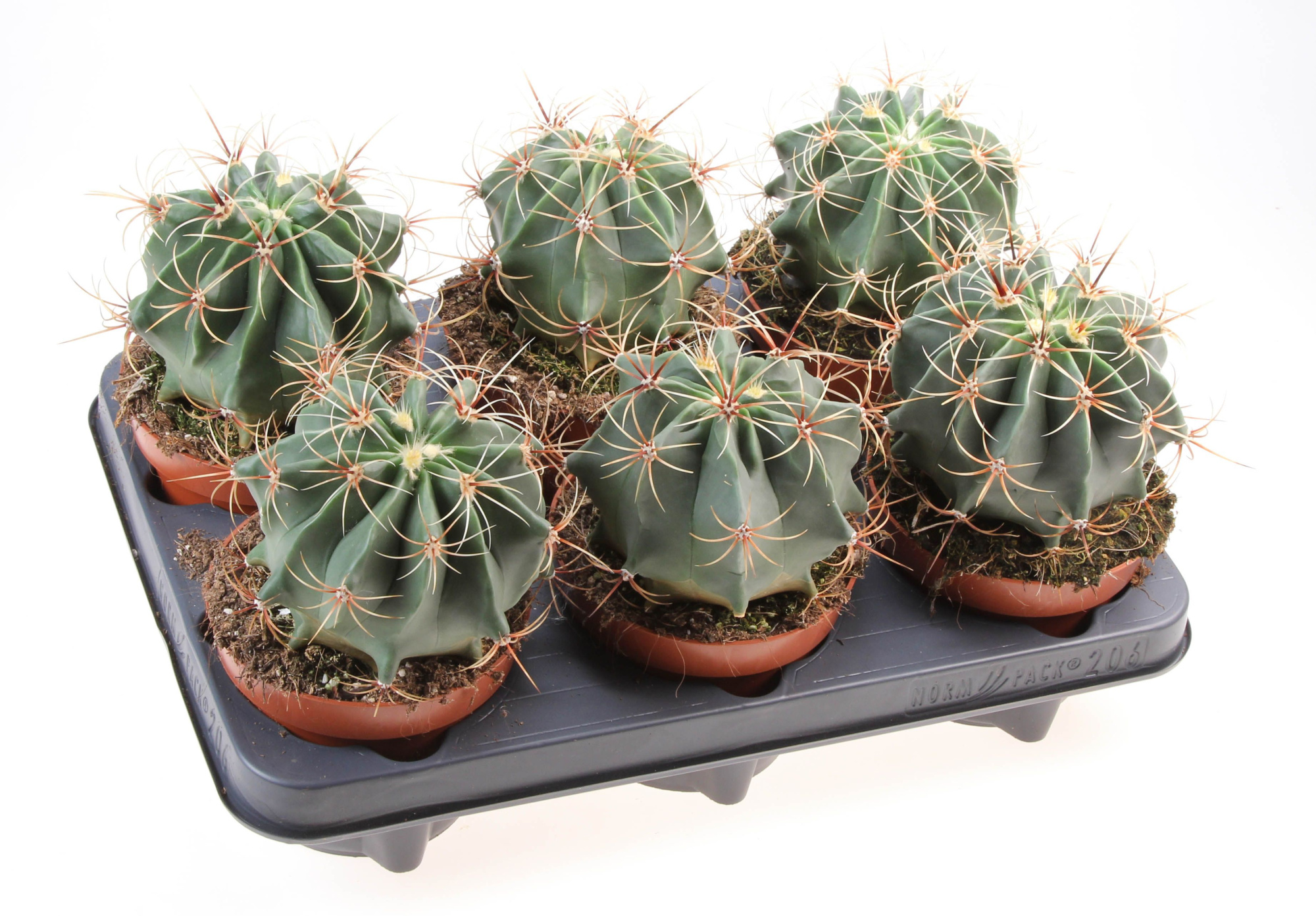 Ferocactus electracanthus, D 12