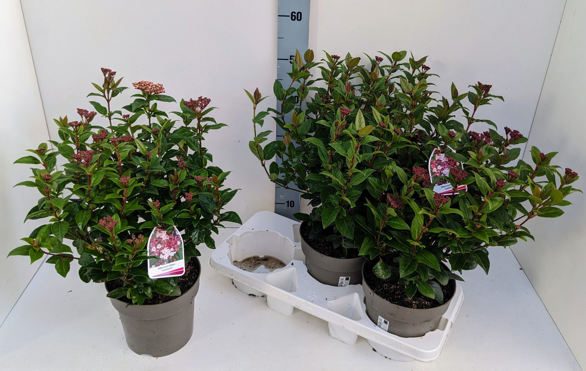 Viburnum tinus 'Ladybird' Wit, D 19