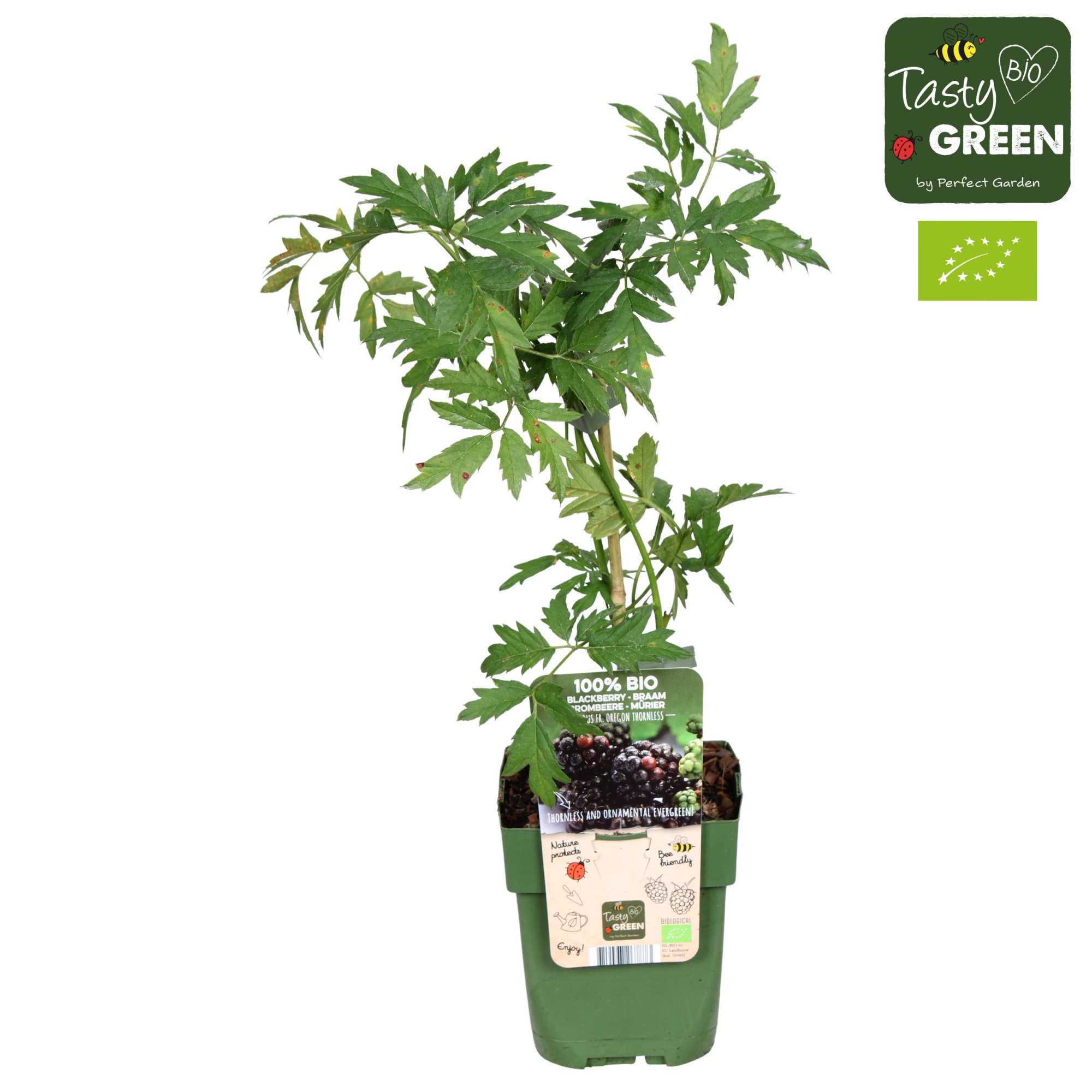 Rubus fruticosus 'Thornless Evergreen' Bio P13, D 13 cm