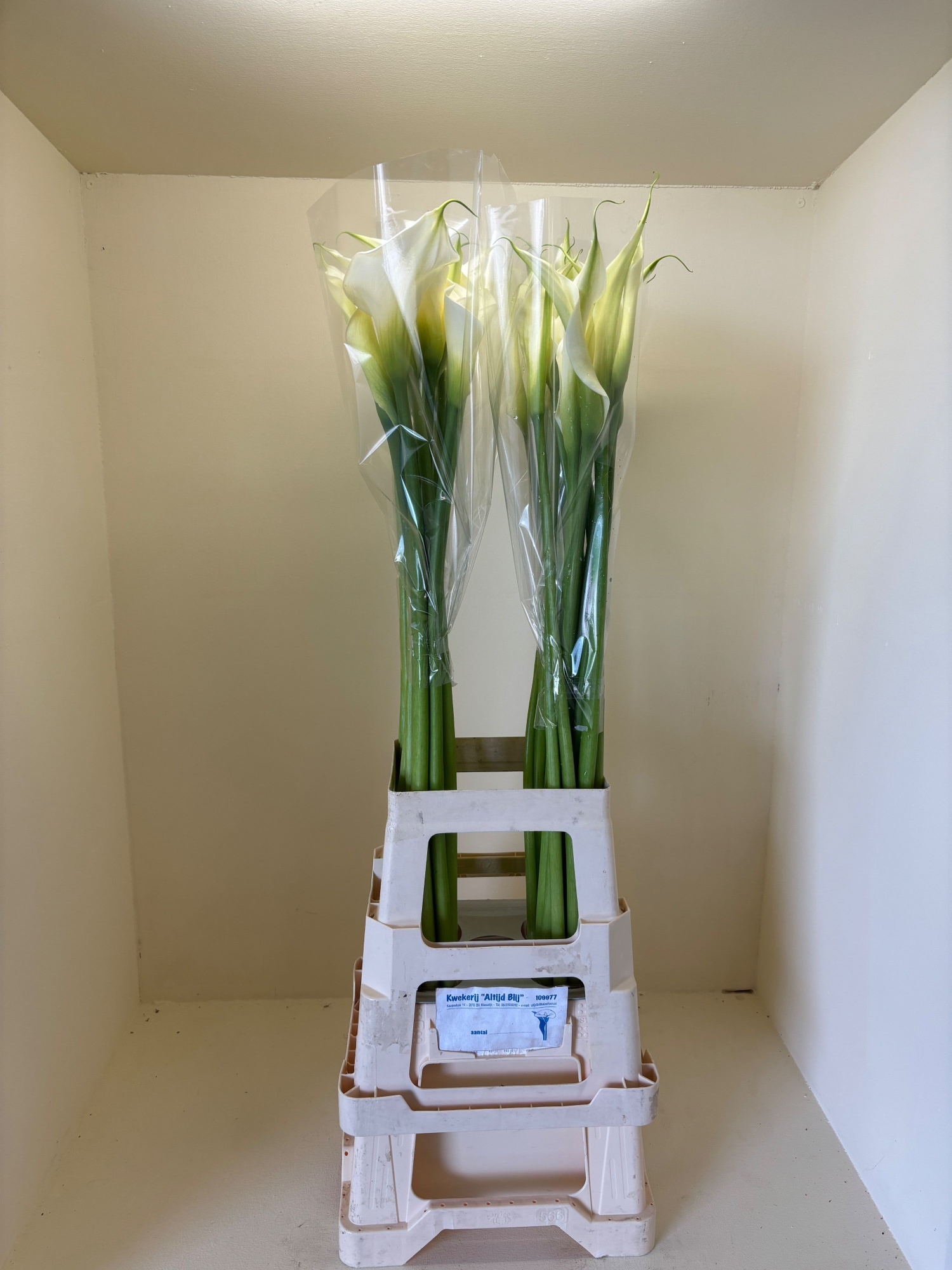 Калла Инносенс 90 (бел.), шт.