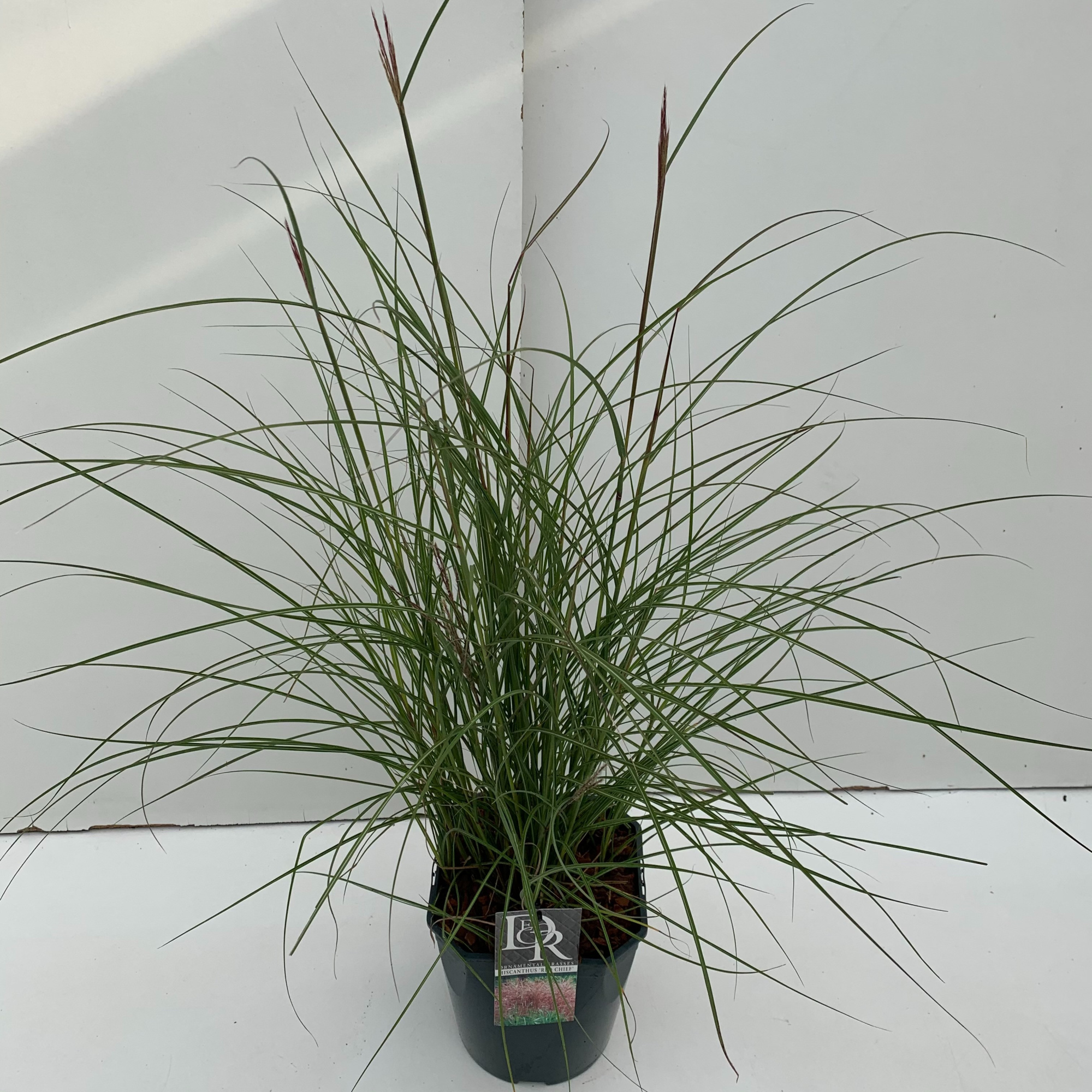 Miscanthus 'Red Chief', D 23 cm
