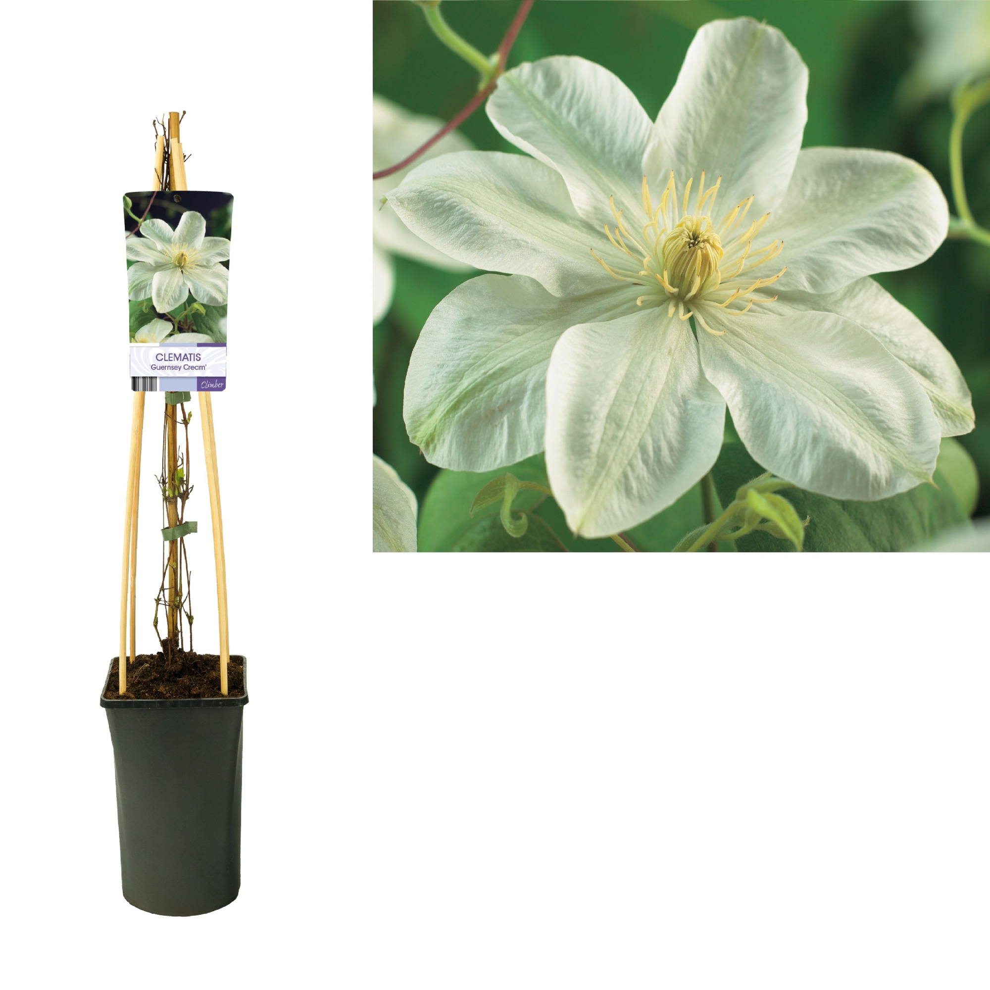 Clematis 'Guernsey Cream' +light label, D 17