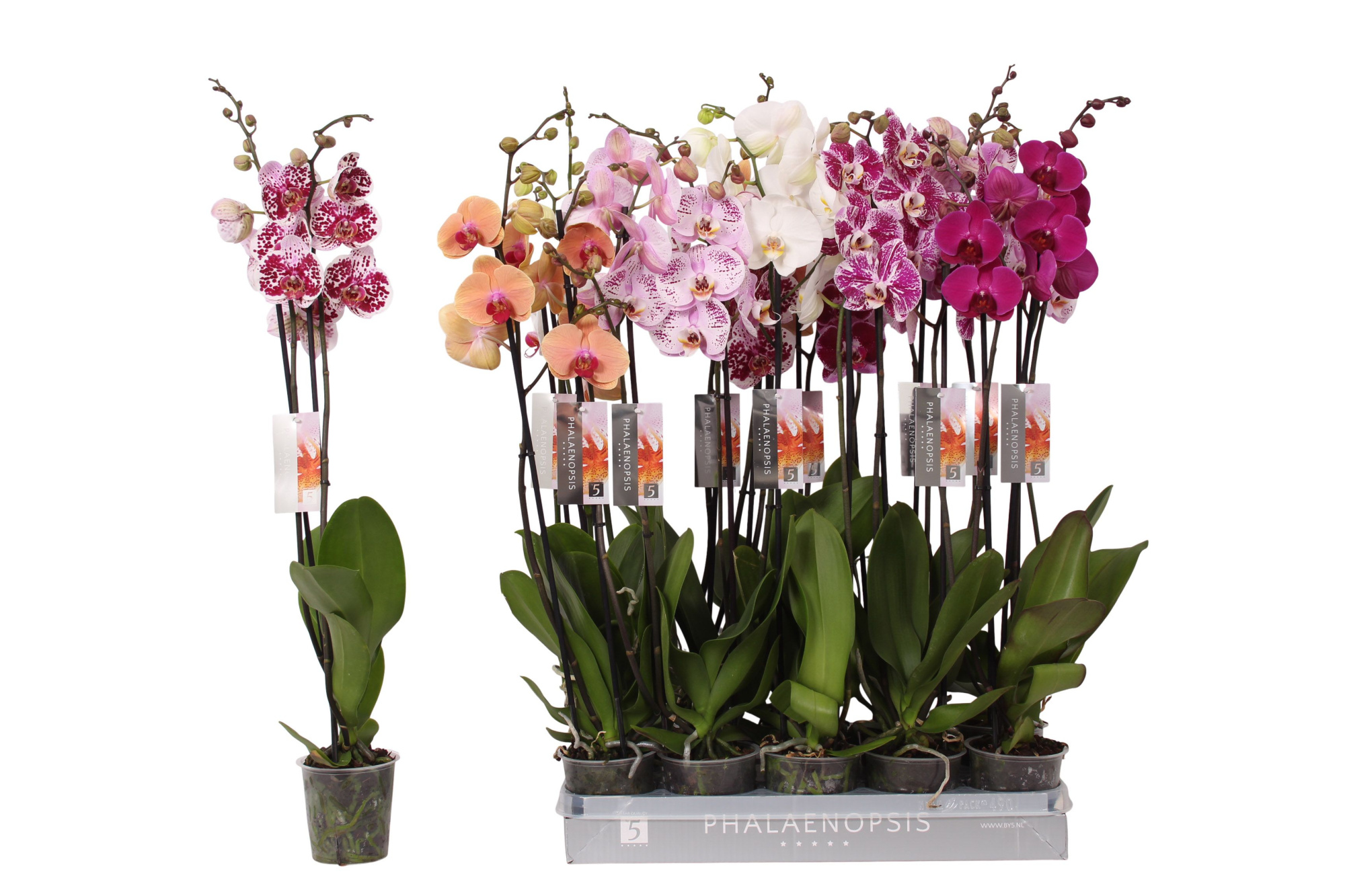 Phalaenopsis 6 color mix, 2-spike 18+, D 12 cm