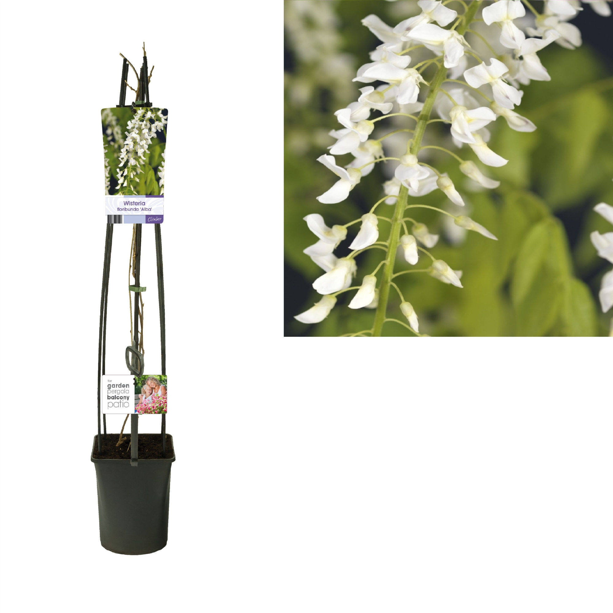 Wisteria floribunda 'Alba' +light label, D 23 cm