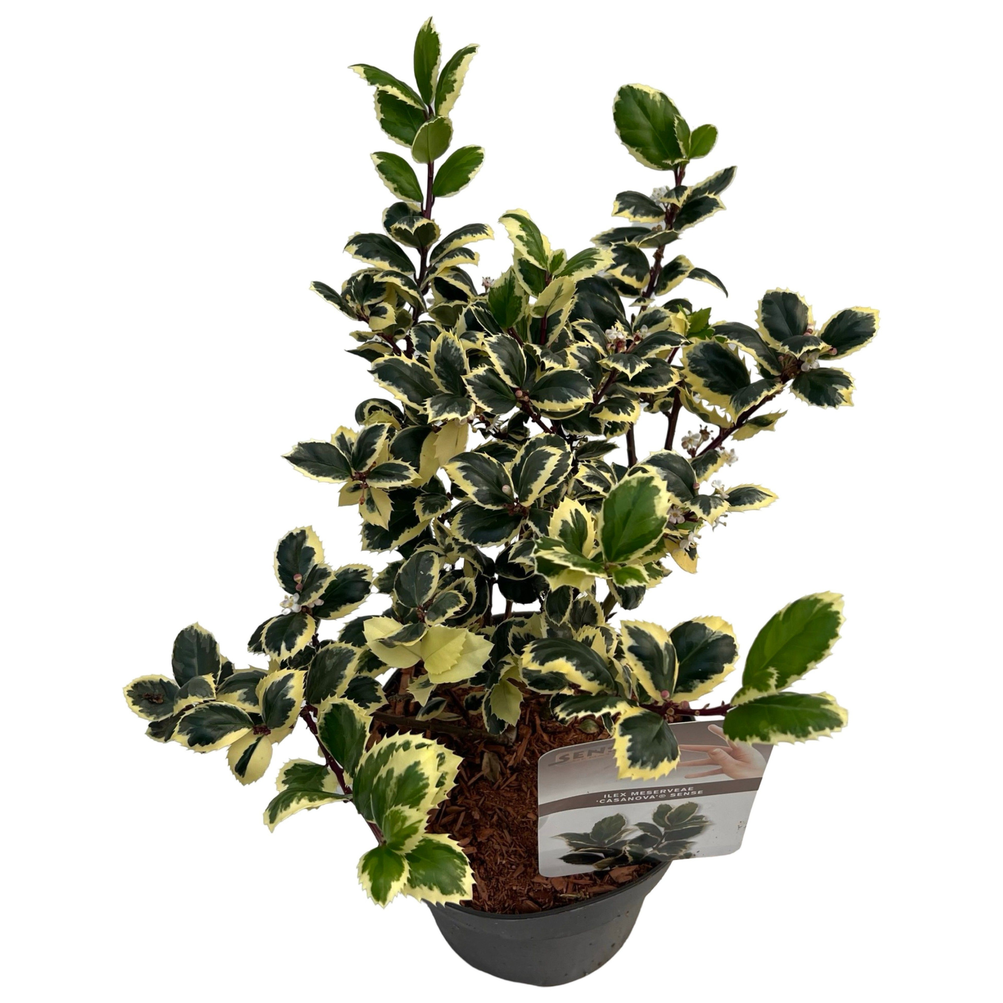 Ilex meserveae 'Casanova' sense, D 17 cm