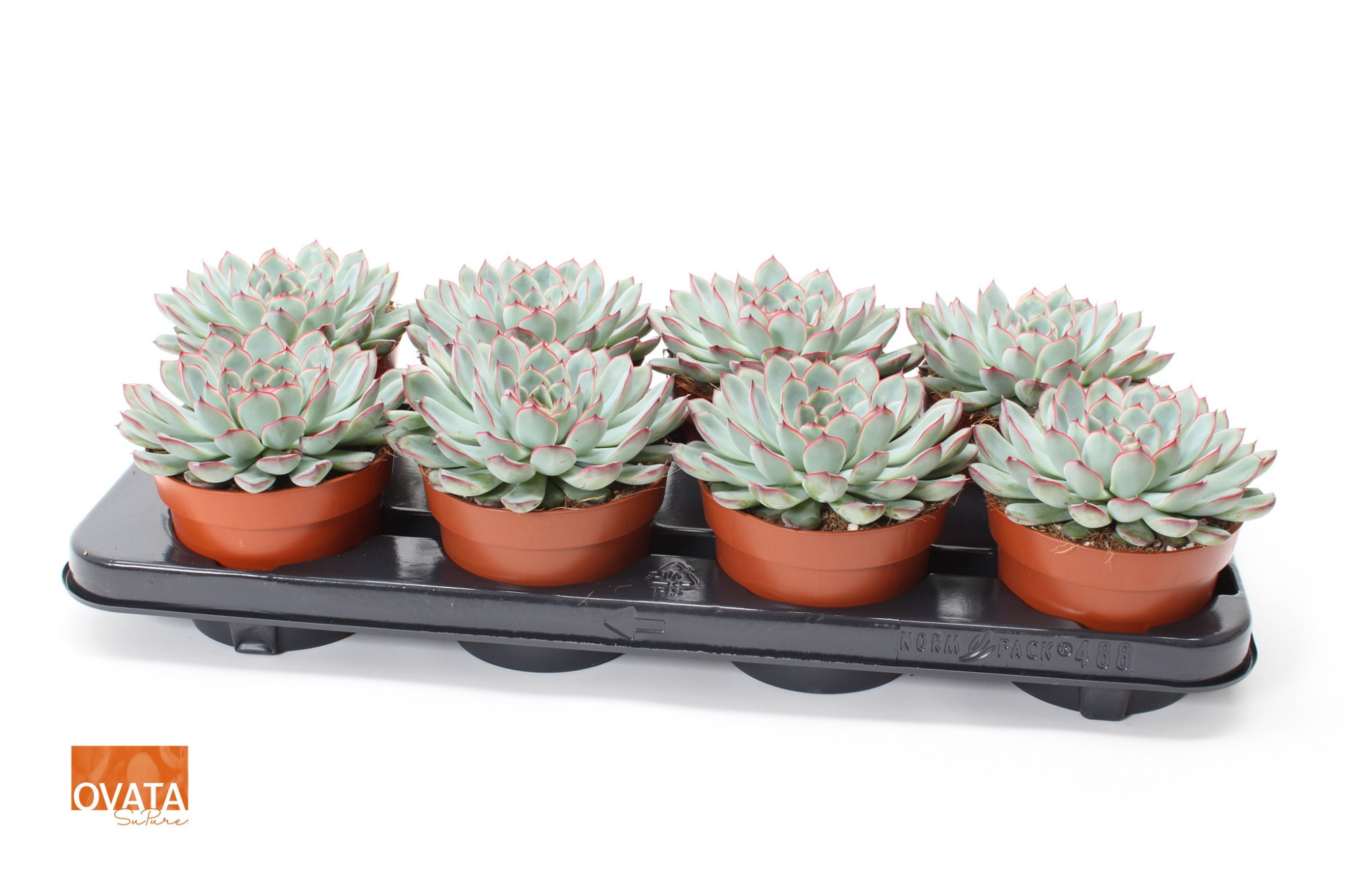 Echeveria sky pearl 12 pearls, D 12 cm