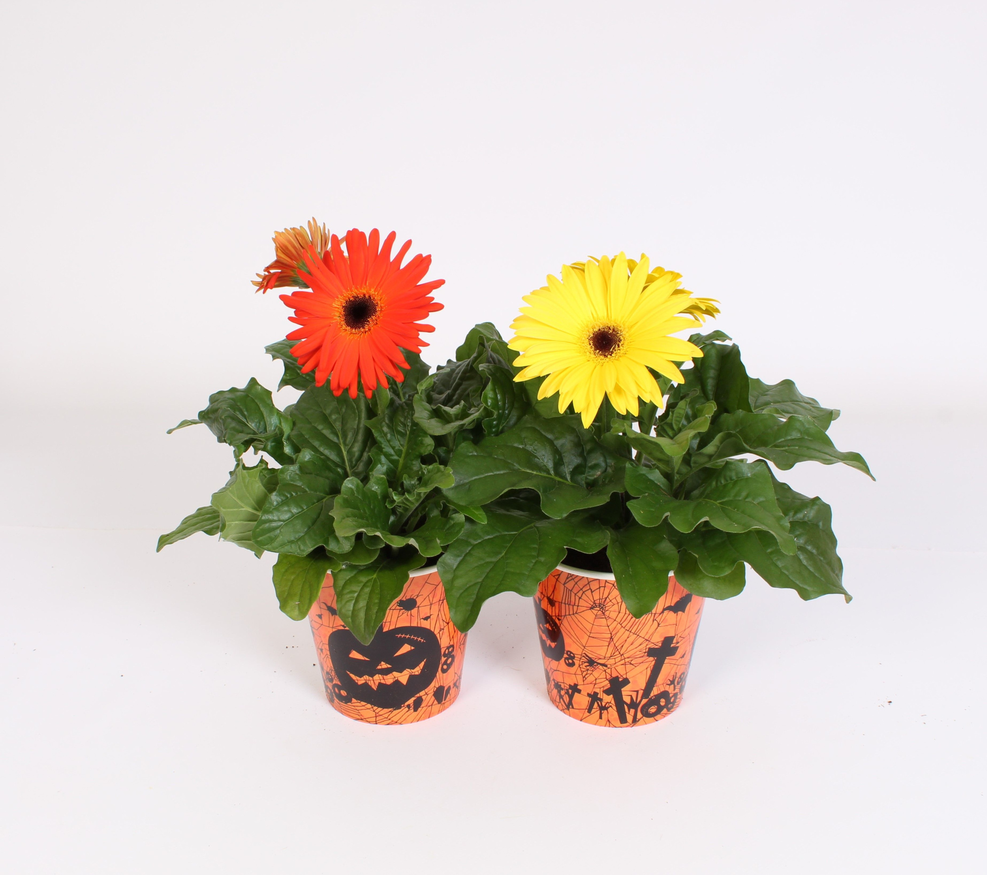 Gerbera geel en oranje 2+ in beker halloween, D 12