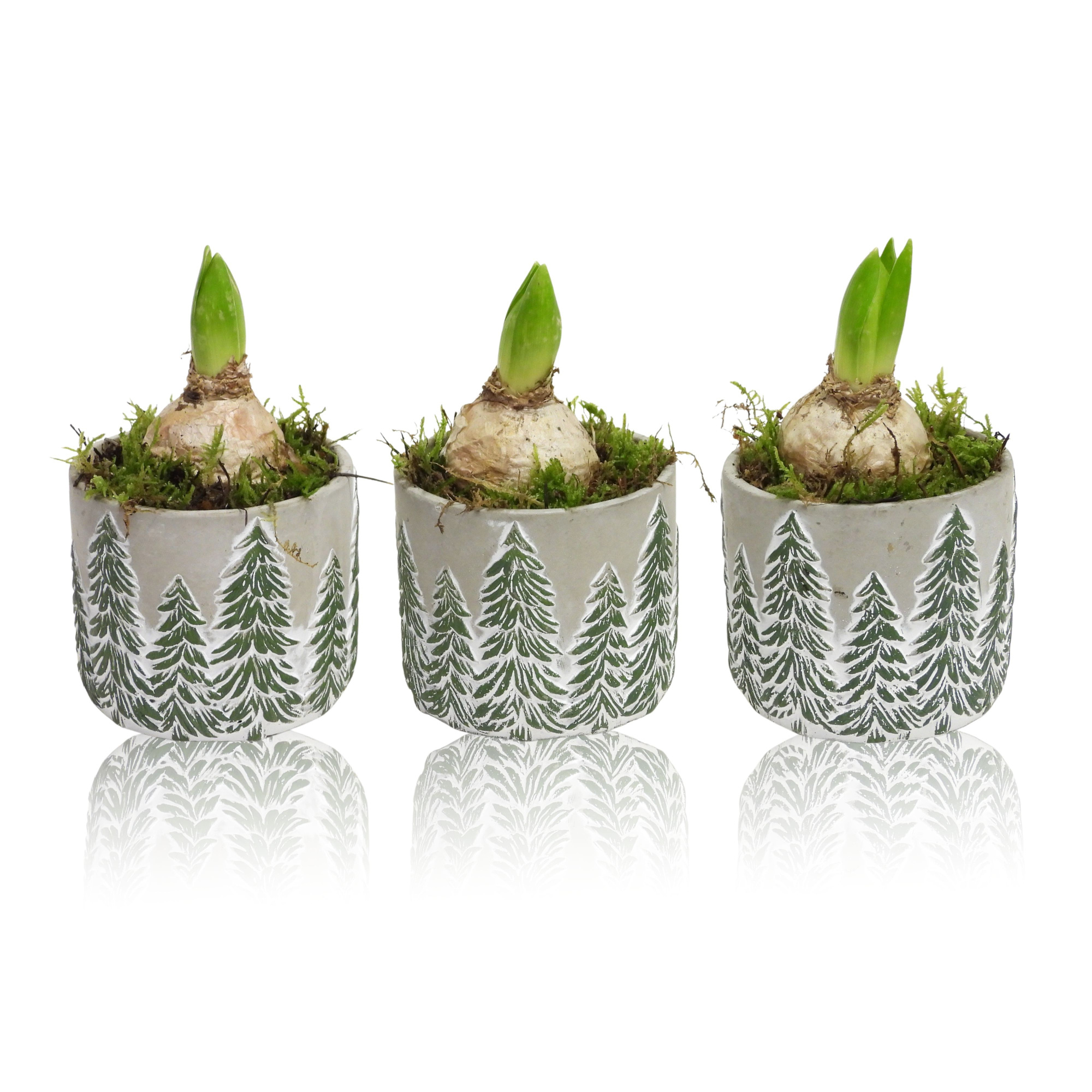 Hyacint 1pp in Beton pot 10.5 cm Kerst, D 10,5