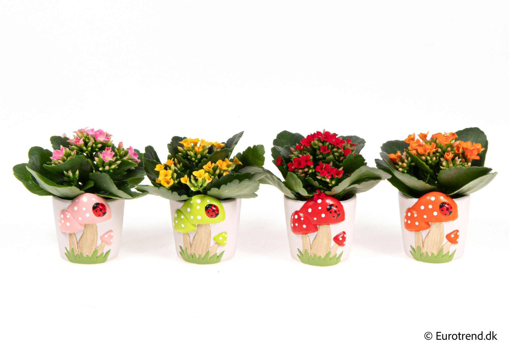 Kalanchoe in mushroom ceramic - Spring, Summer & Autumn 2025, D 6 cm