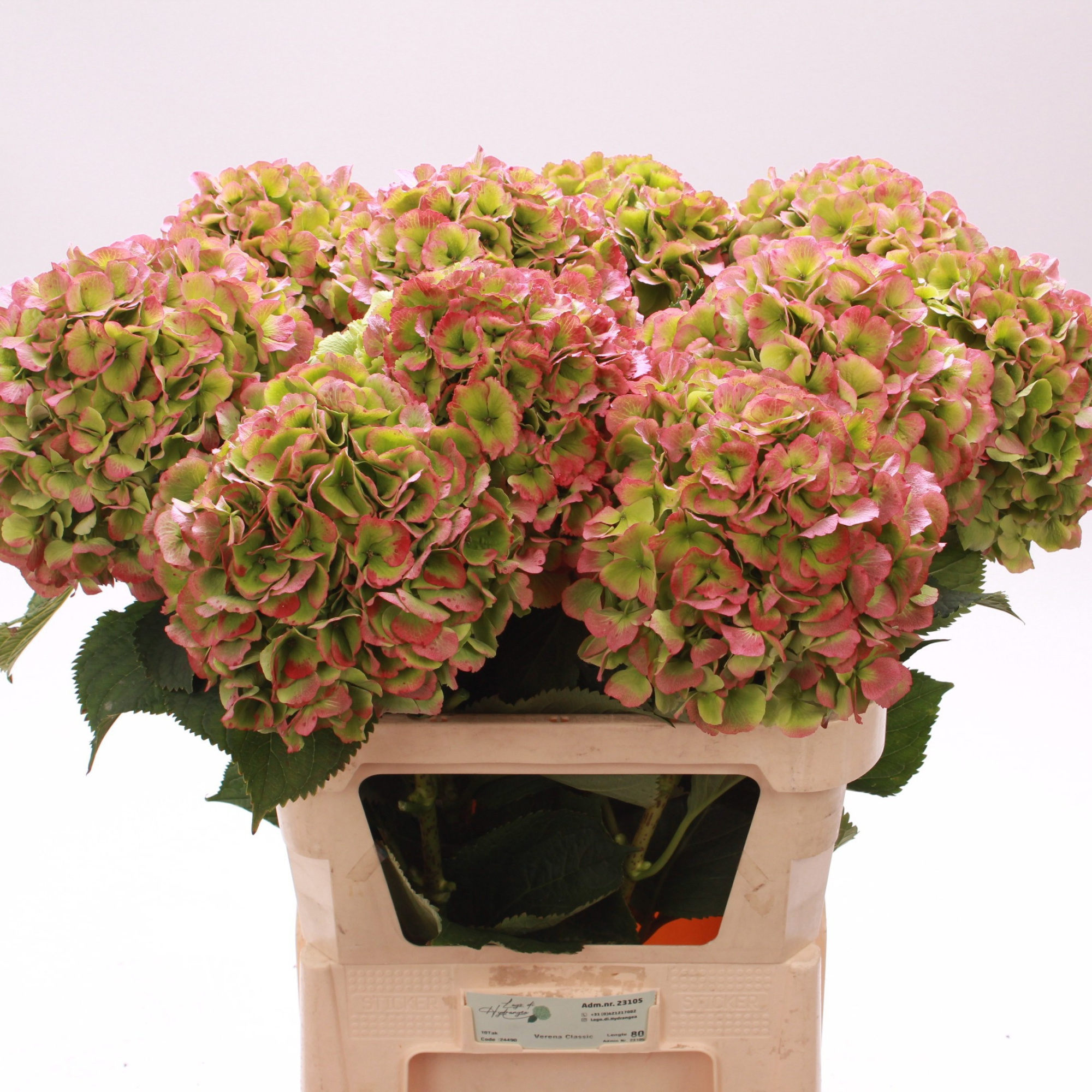 Гортензия Верена Классик 80, шт.