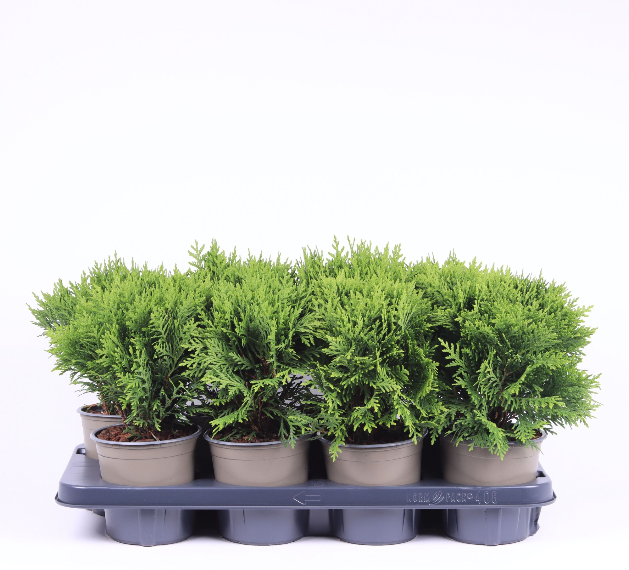 Thuja occidentalis 'Danica', D 13 cm