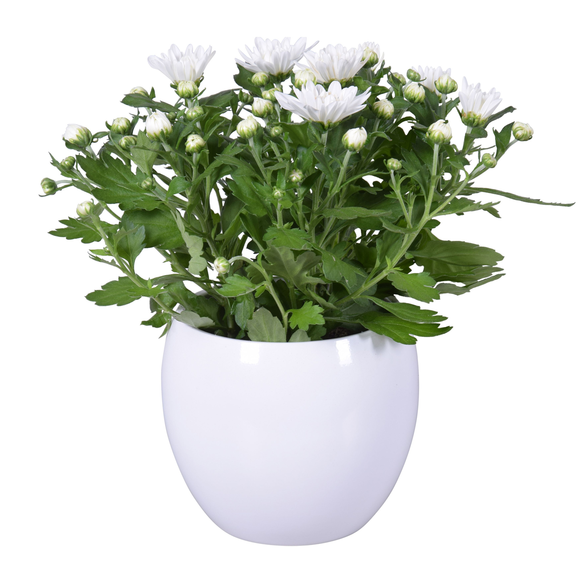 Chrysanthemum in Wit "Lisa" keramiek, D 14 cm