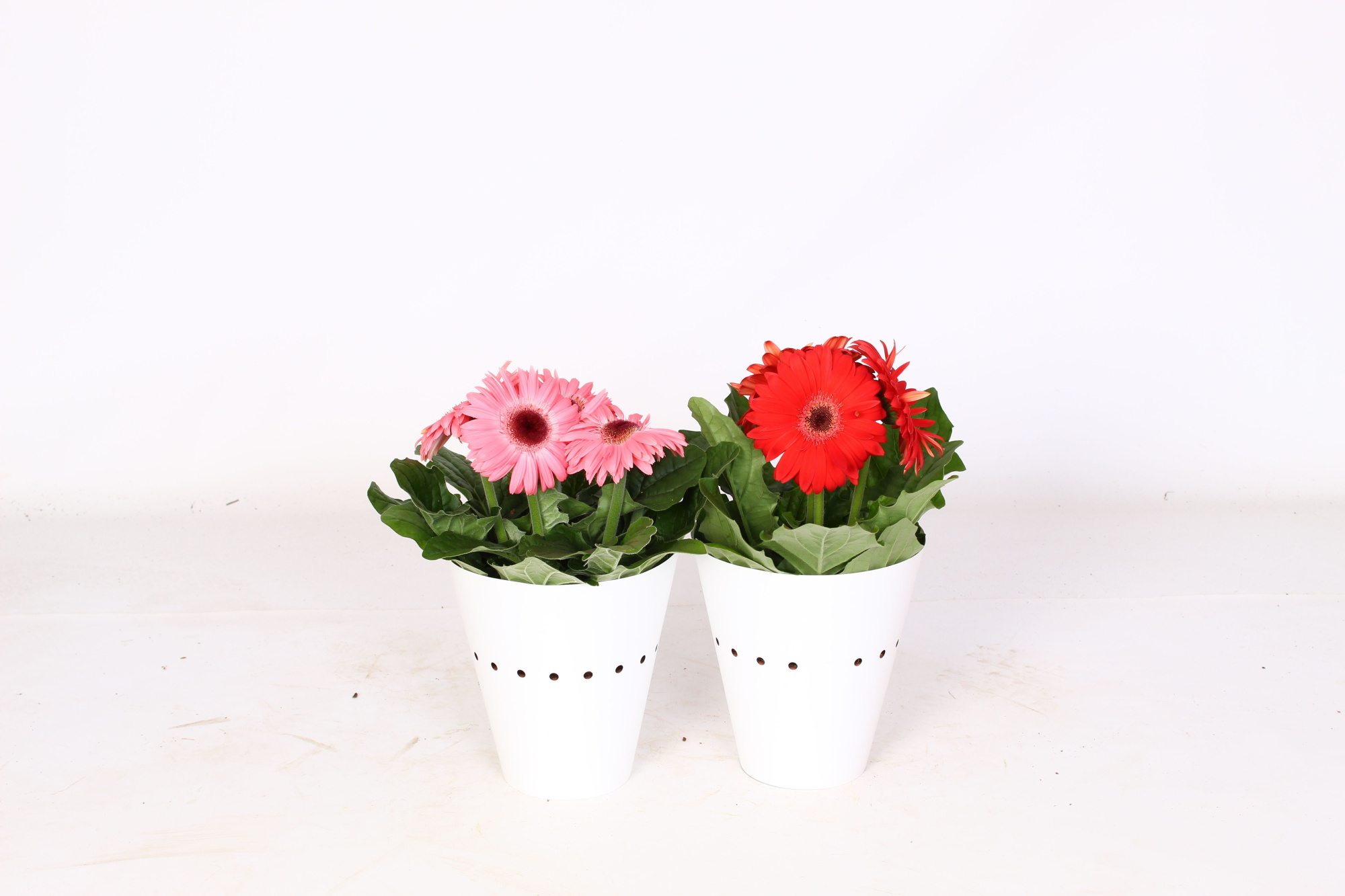 Gerbera 12cm 2+bl witte potcover enkel bloemig, D 12 cm