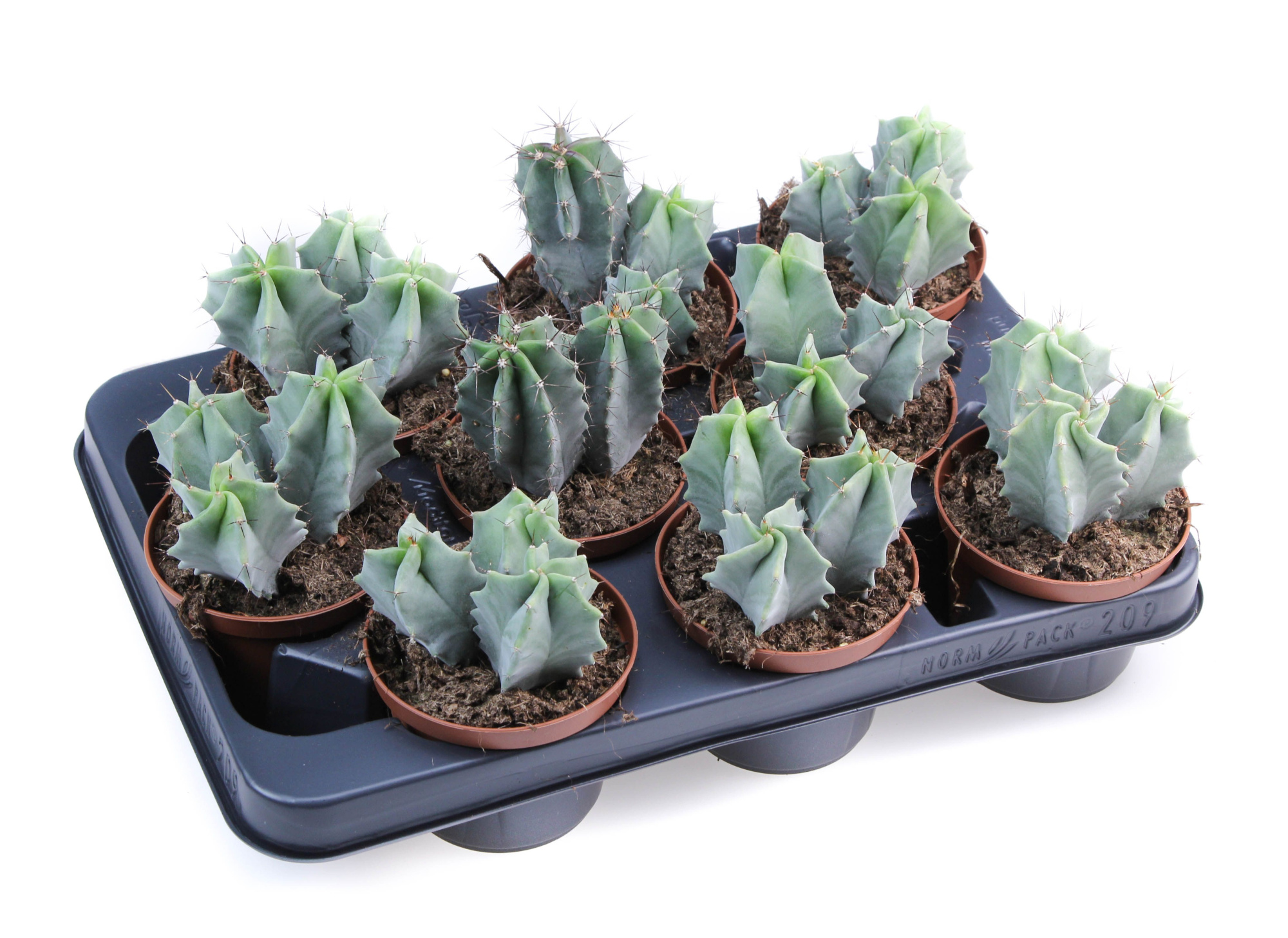 Lemaireocereus Pruinosus, D 10,5 cm