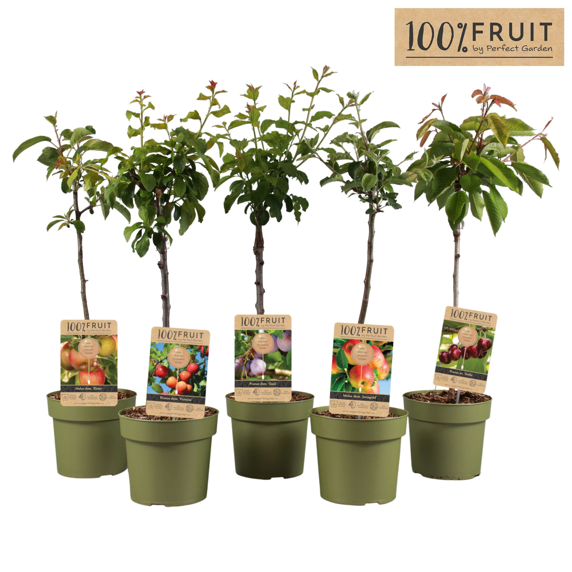 Fruitbomen mix laag Patio P21, D 21 cm