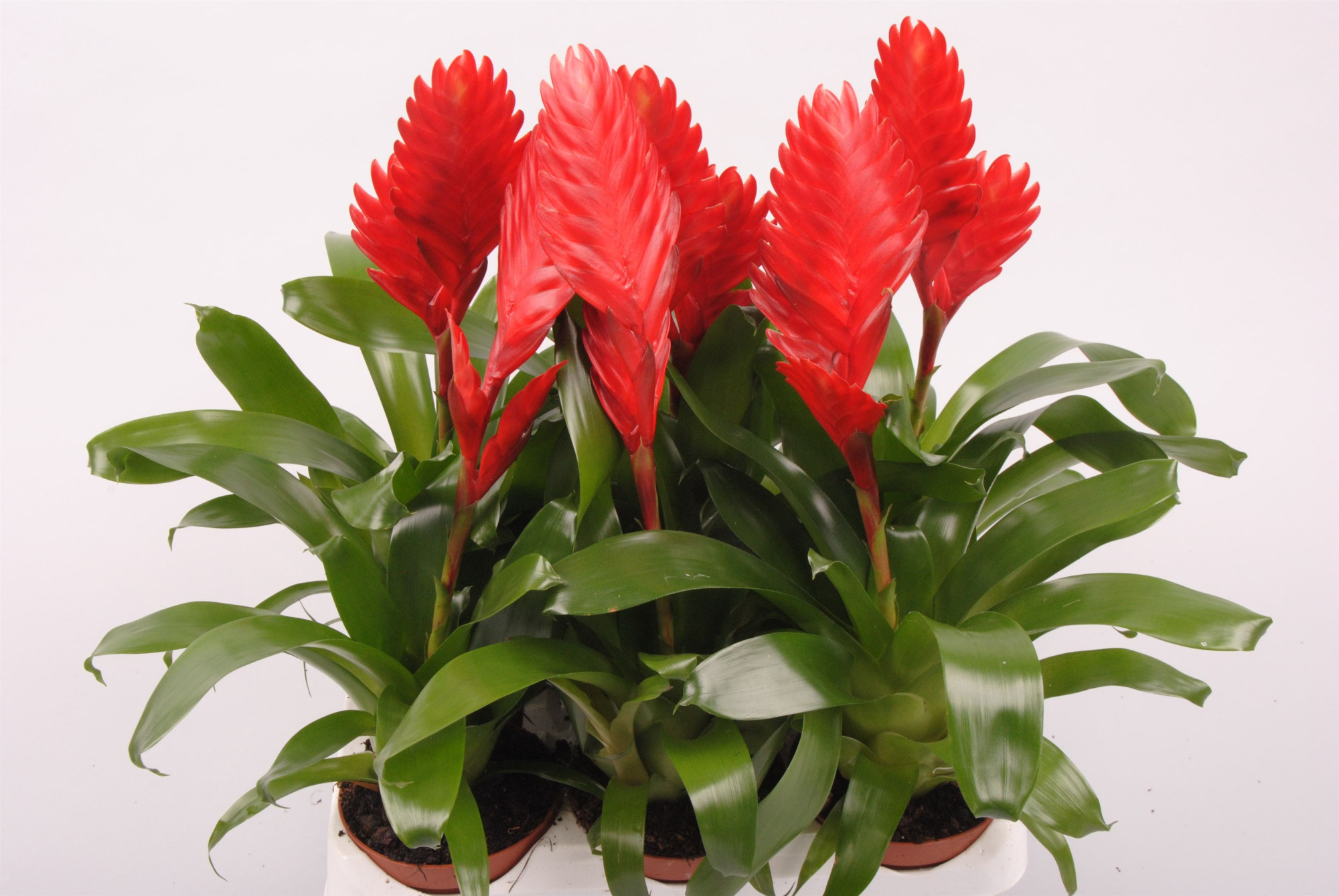 Vriesea Cathy Rood, D 9 cm
