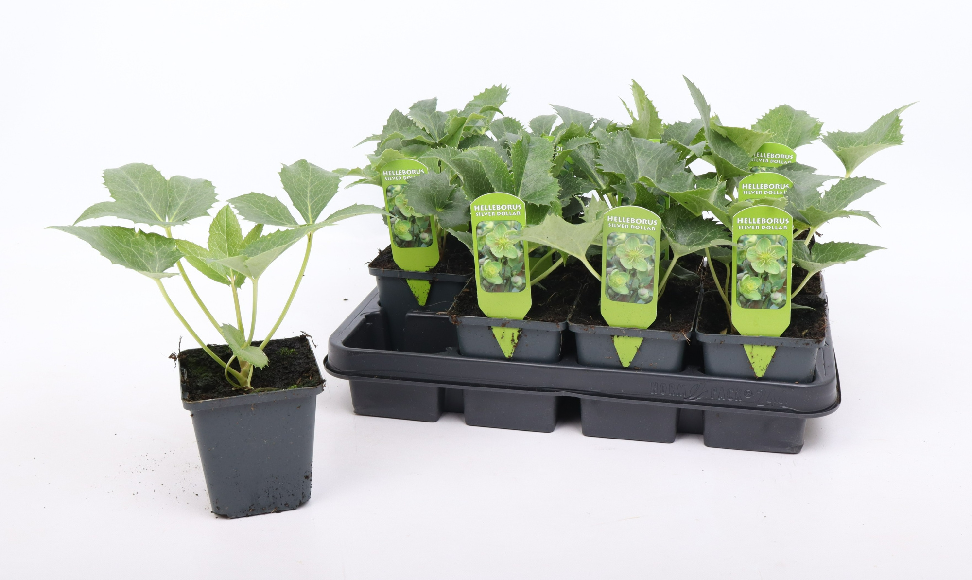 Helleborus argutifolius 9 cm, D 9 cm