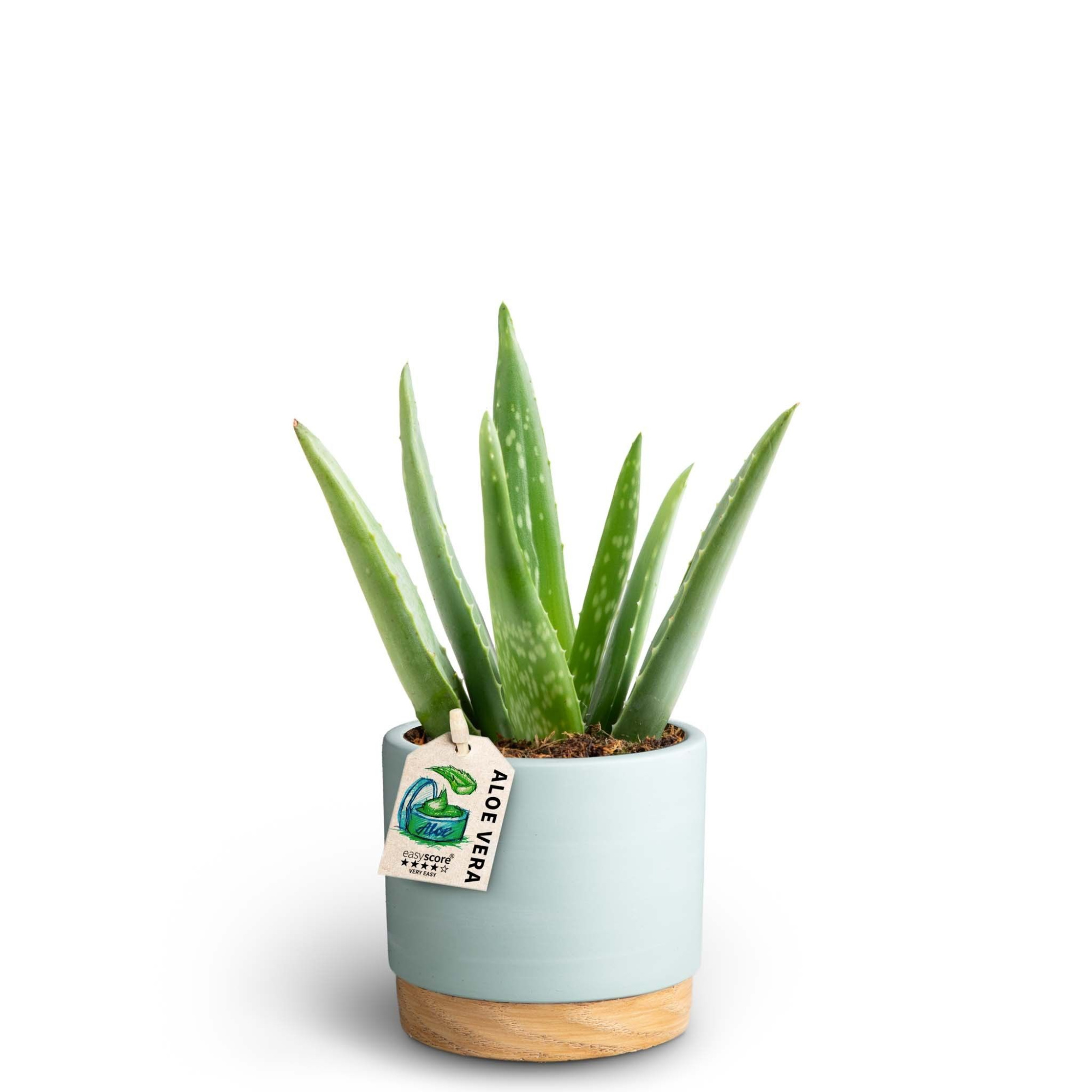 Woodbase Sky Blue, Aloe Vera, D 10 cm