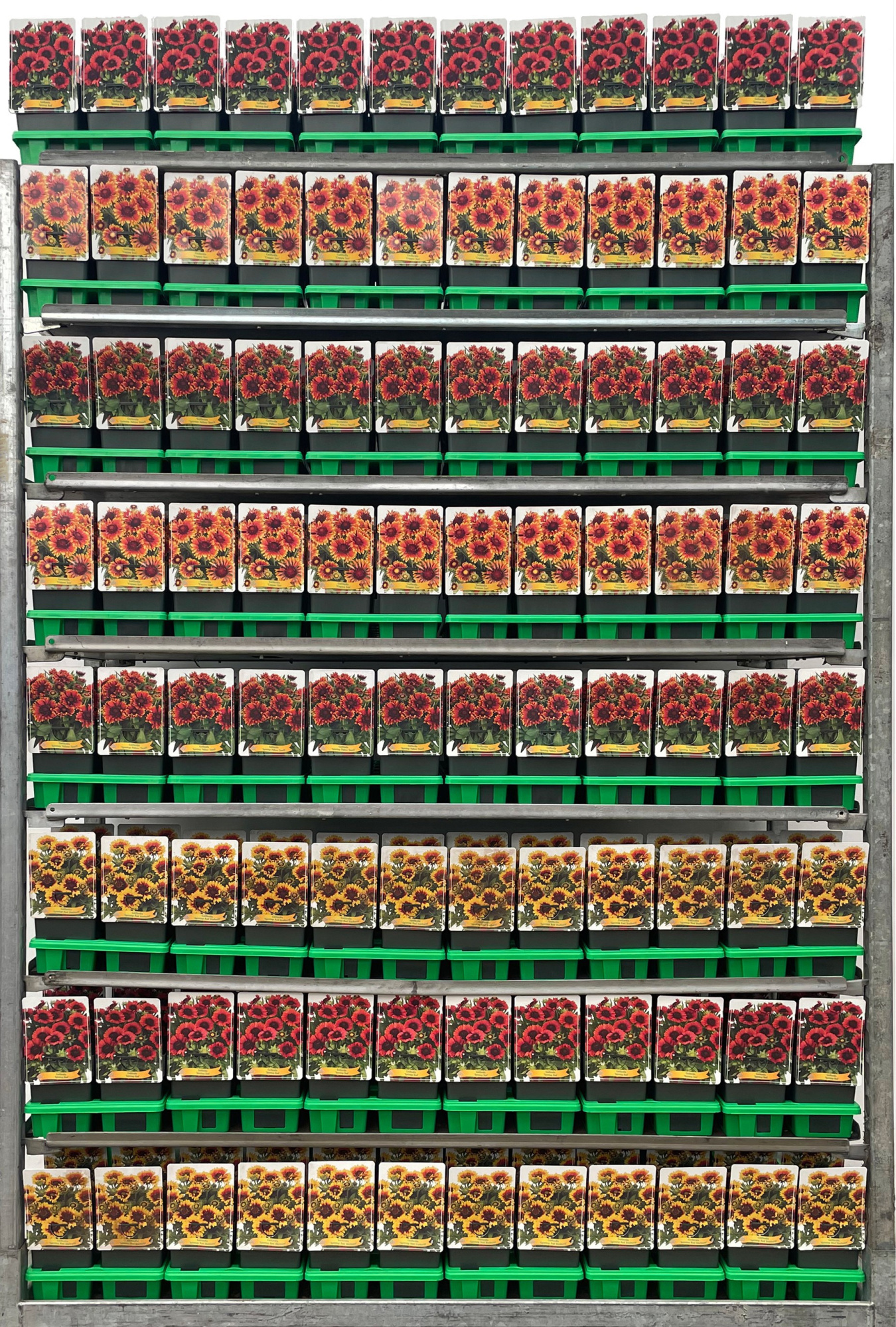 Gaillardia Mix CC P11, D 11