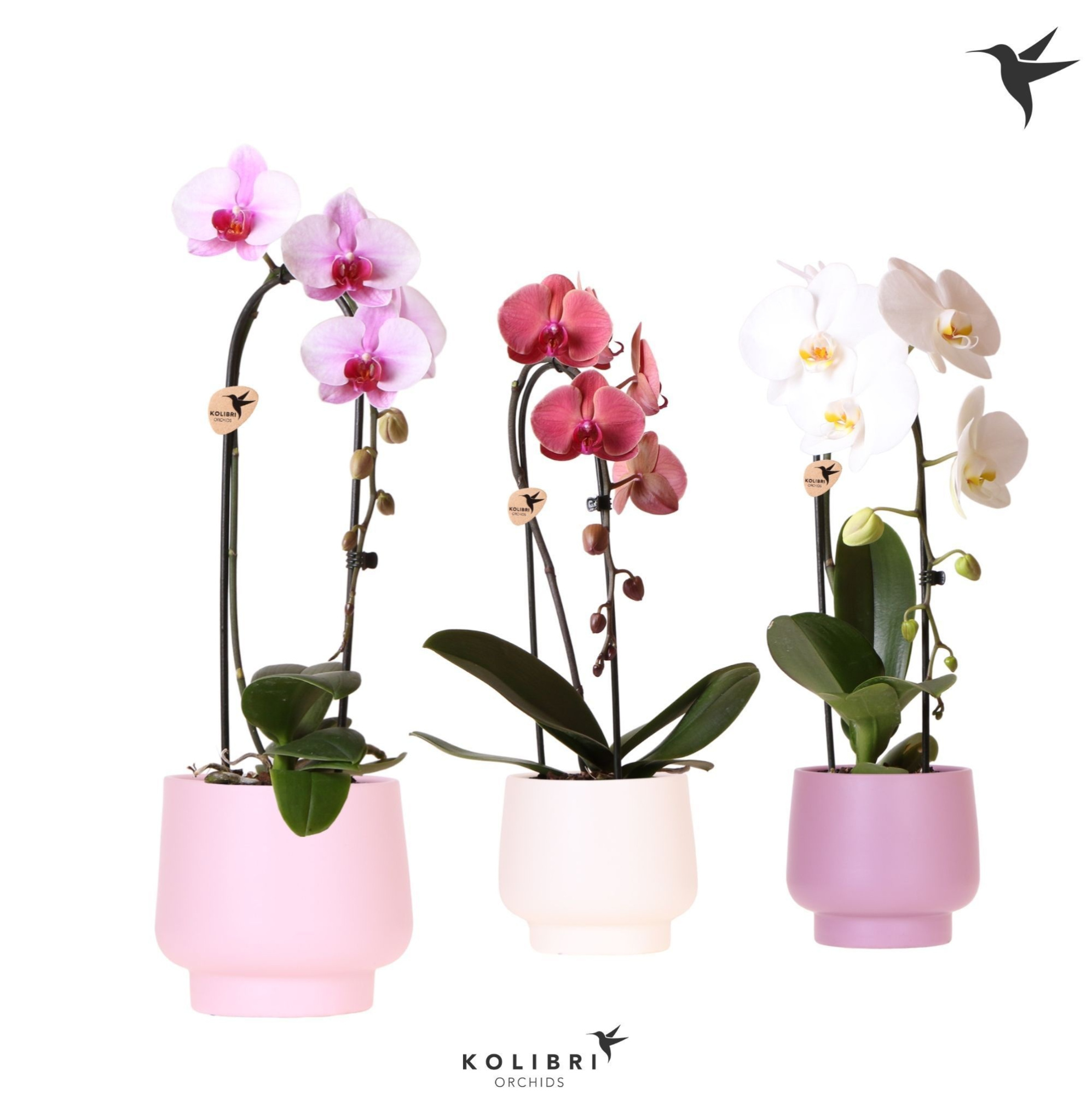 Kolibri Orchids Cascade Niagara fall mix 1 spike in Scandic pot pink mix, D 12 cm