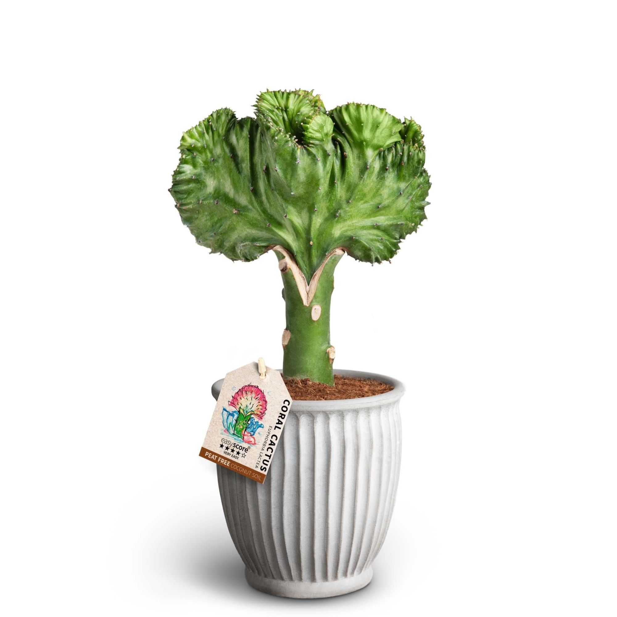 Athena, Euphorbia lactea, D 12 cm