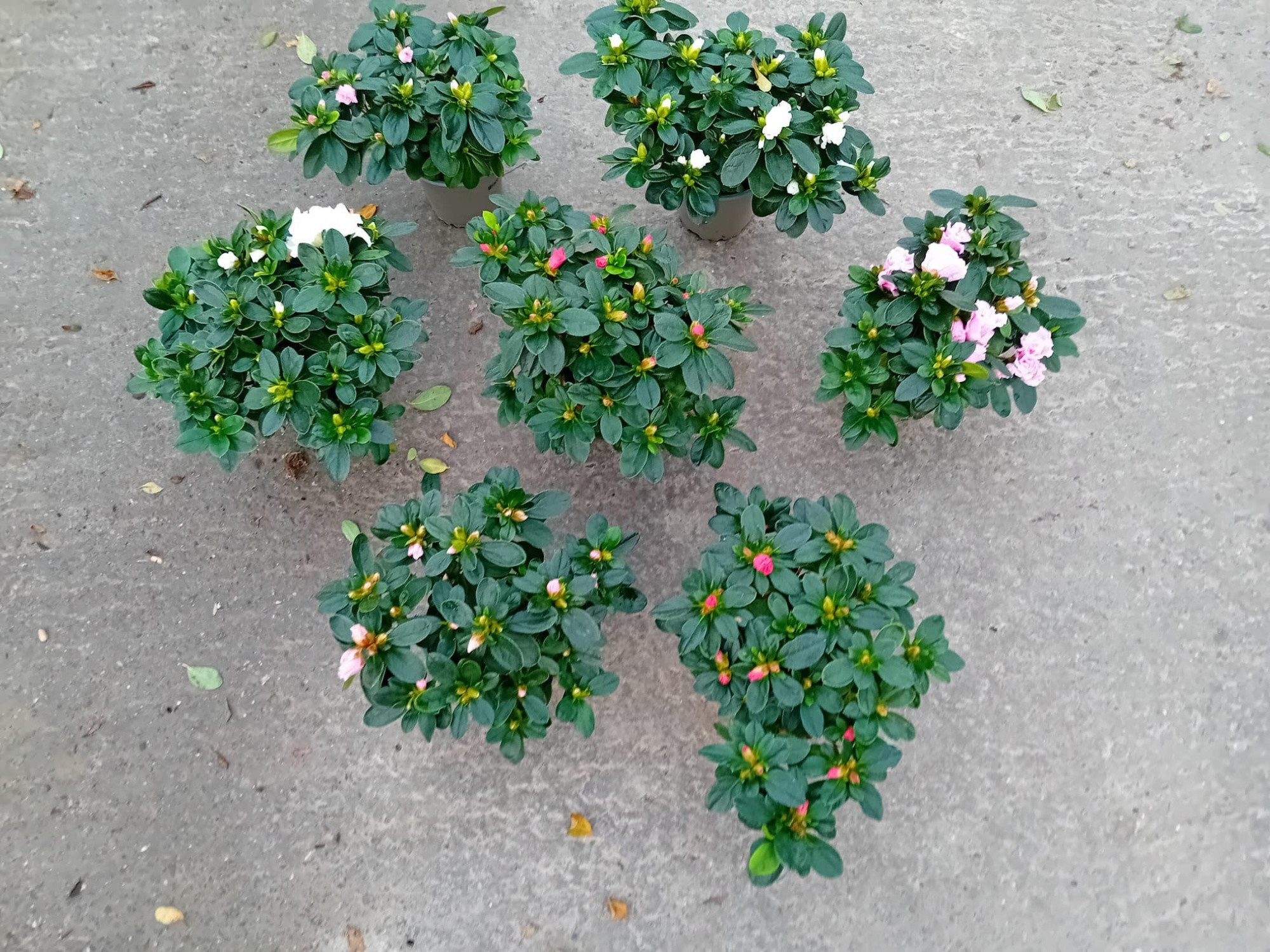 011 : Azalea p10.5 late soorten mix, D 10,5