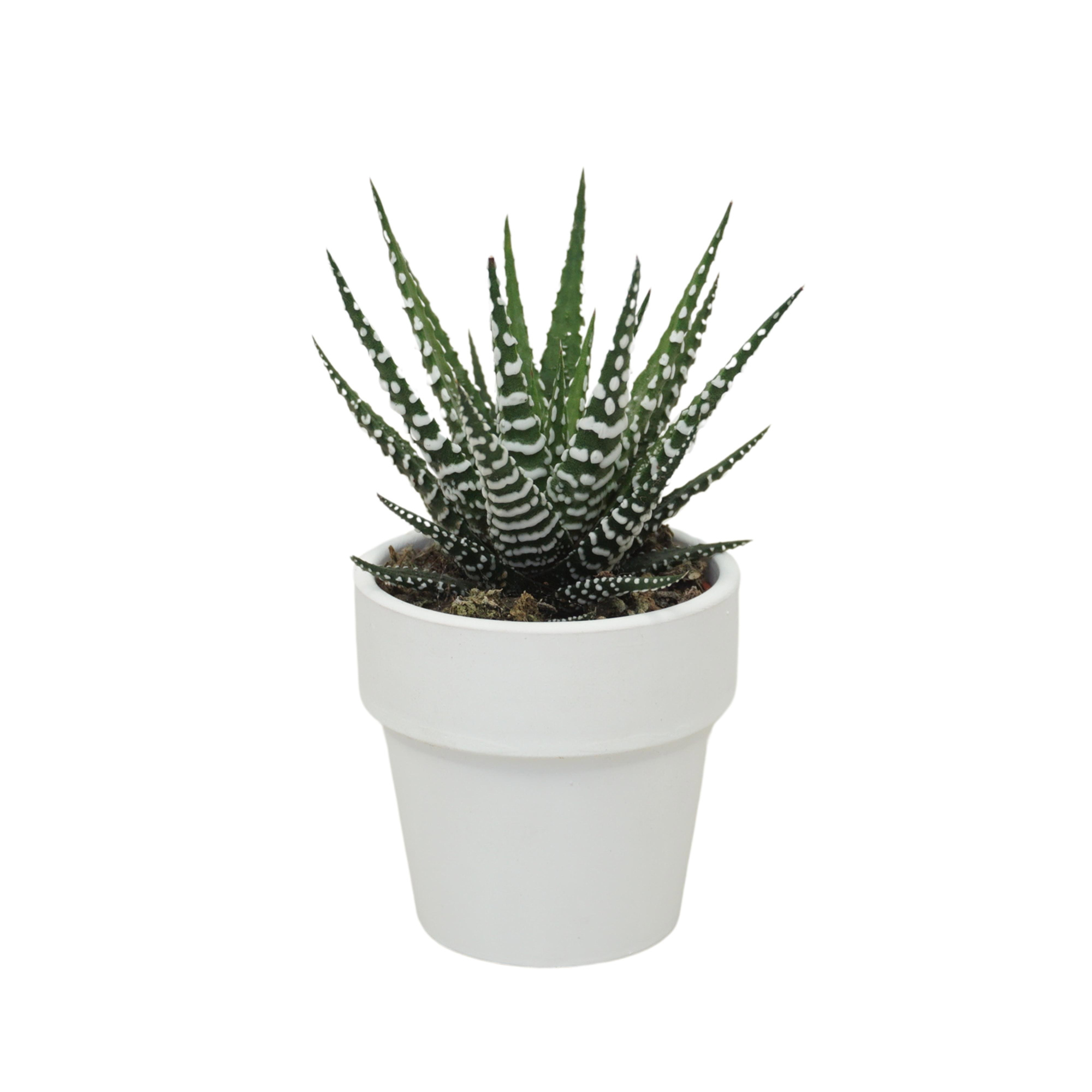 Haworthia big band 5,5 cm in 'Wit Kraagpotje', D 5,5 cm