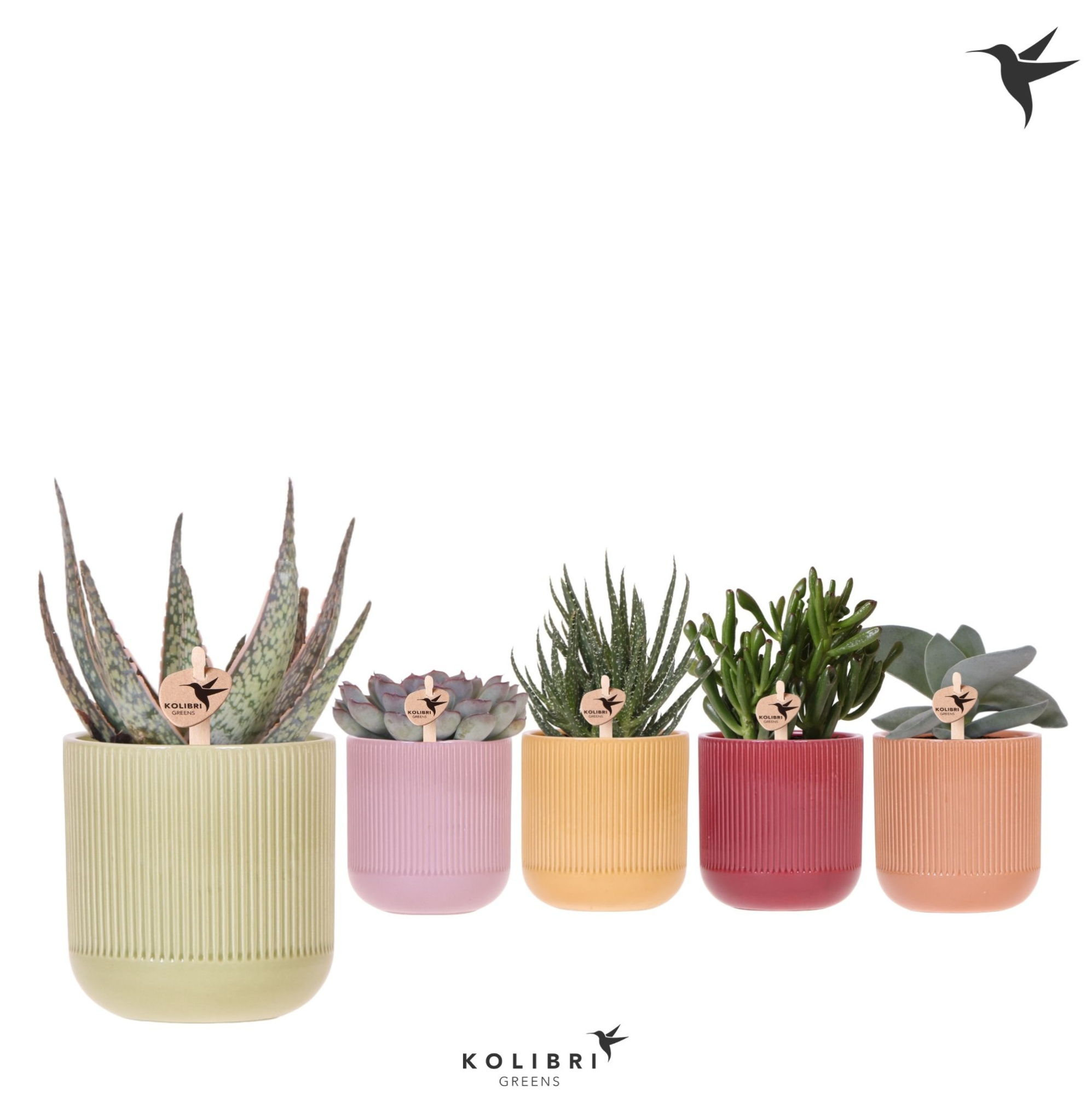 Kolibri Greens Succulenten mix in Flare pot mix, D 9 cm