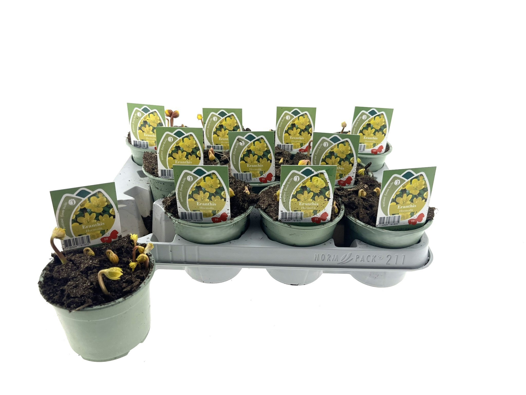 Eranthis Hyemalis 10cm, D 10