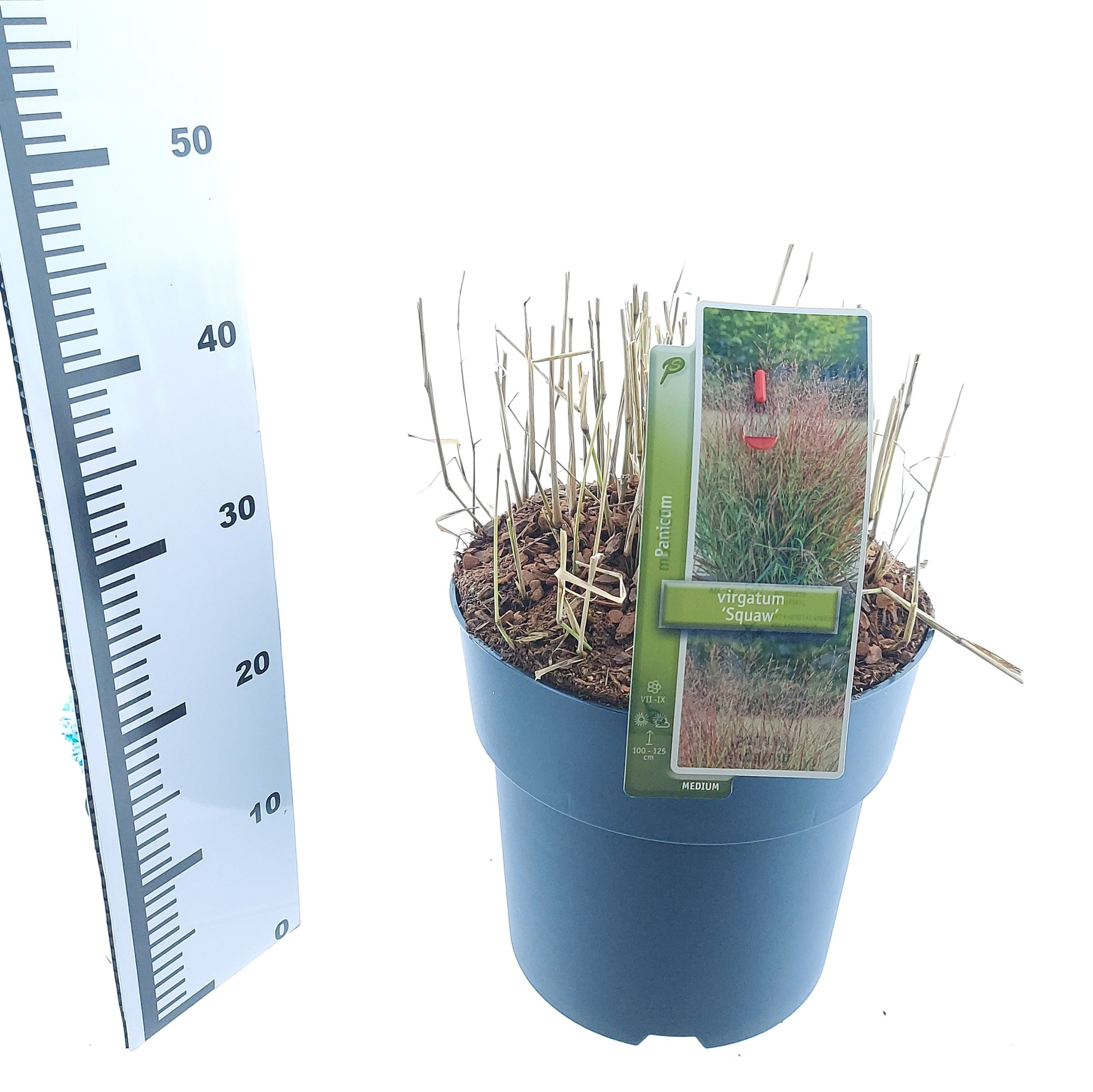 Panicum virgatum 'Squaw', D 29