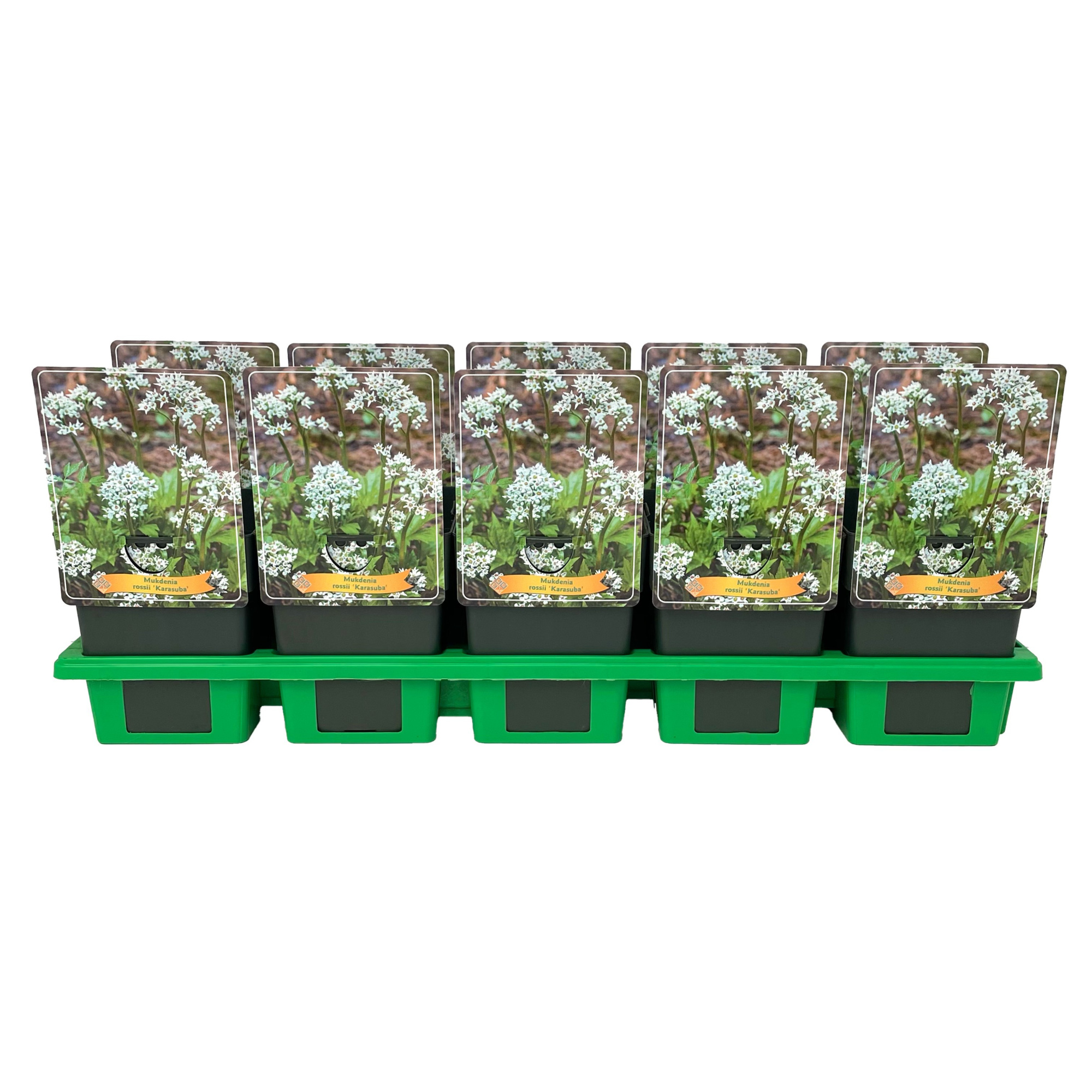 Mukdenia 'Karasuba' P11, D 11