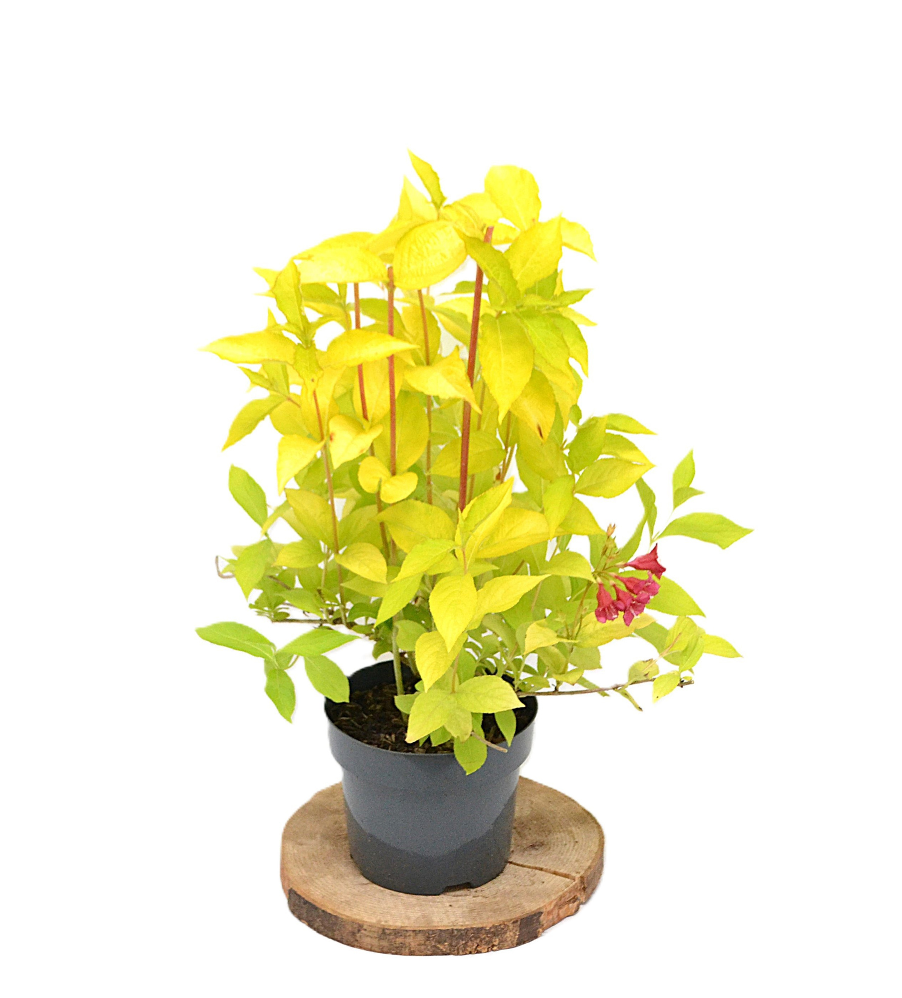 Weigela florida Jean's Gold C3, D 19