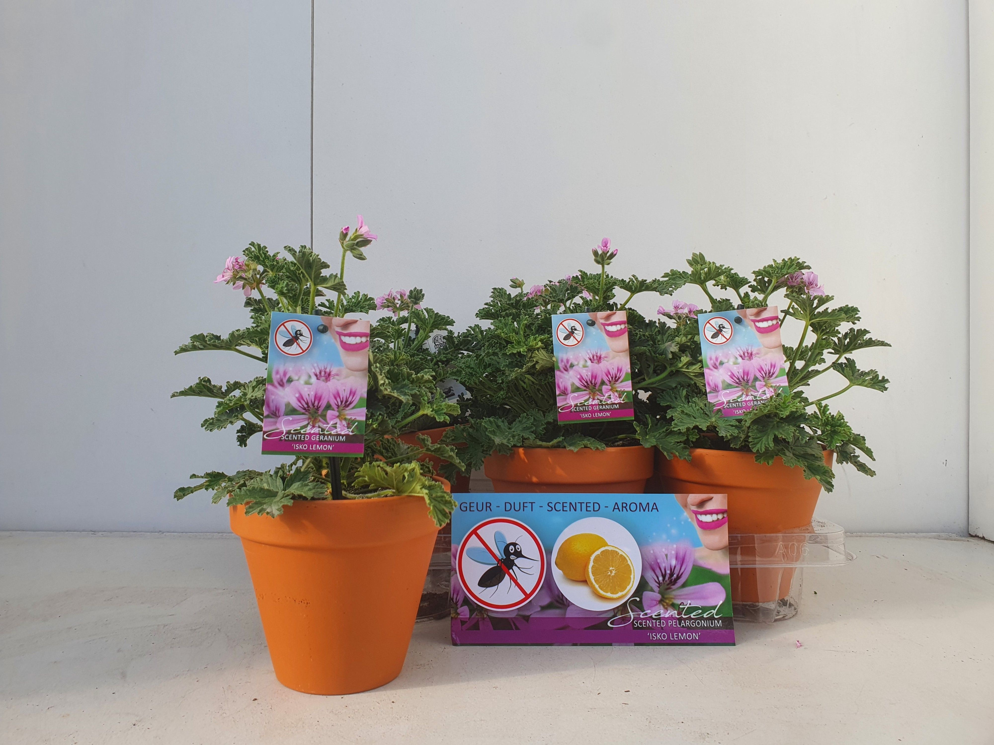 Pelargonium geurend Isko Lemon op stenen pot, D 13 cm