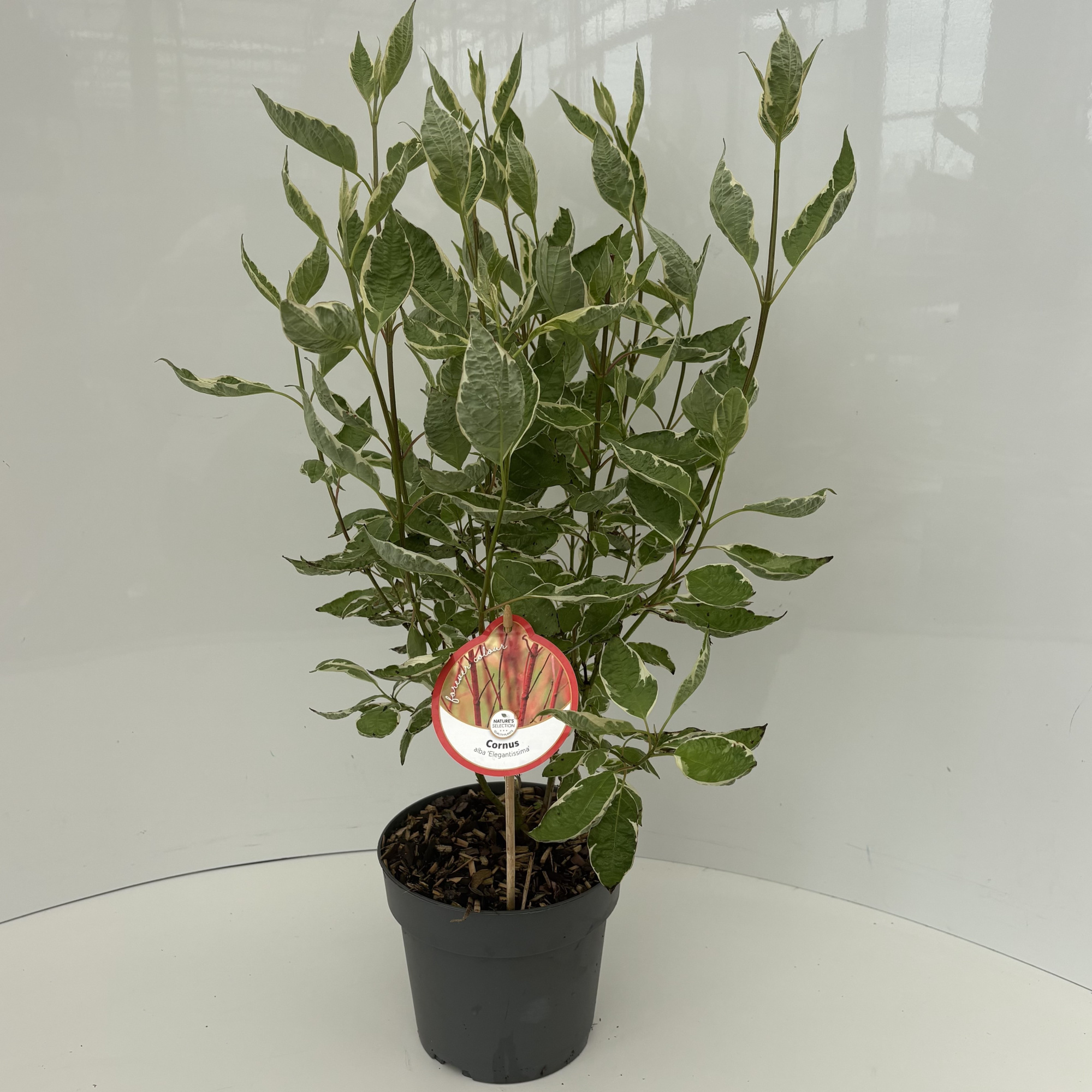 Cornus alba 'Elegantissima', D 17 cm