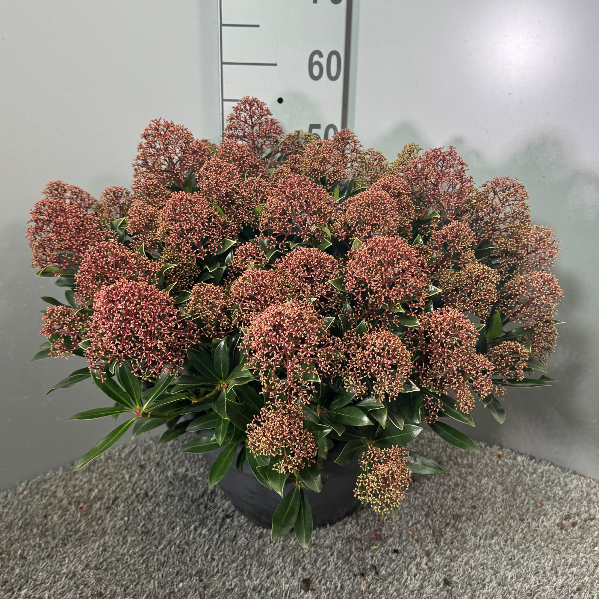 Skimmia japonica 'Cuba' P32 Schaal XL, D 32 cm