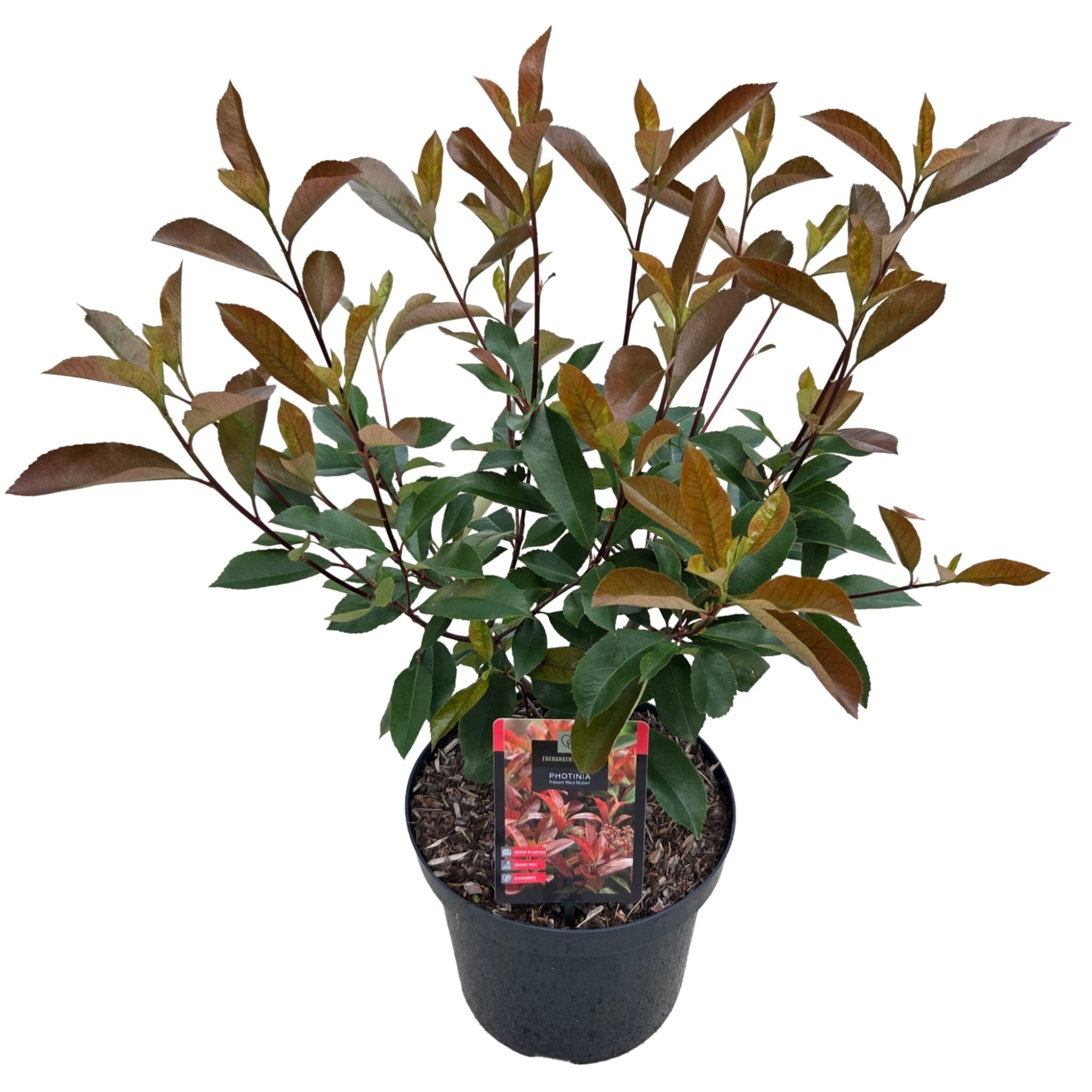 Photinia x fraseri 'Red Robin', D 26 cm