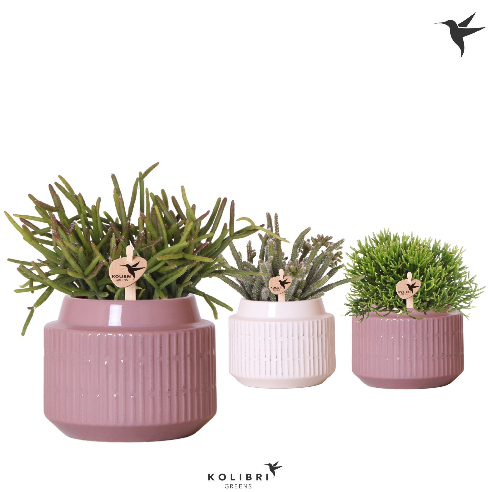 Kolibri Greens Rhipsalis mix in Maze pot white violet mix, D 9 cm