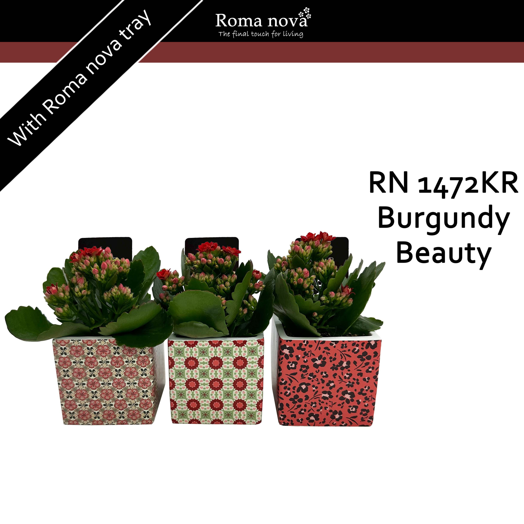 1472KR - Burgundy Beauty (Kalanchoe red), D 8