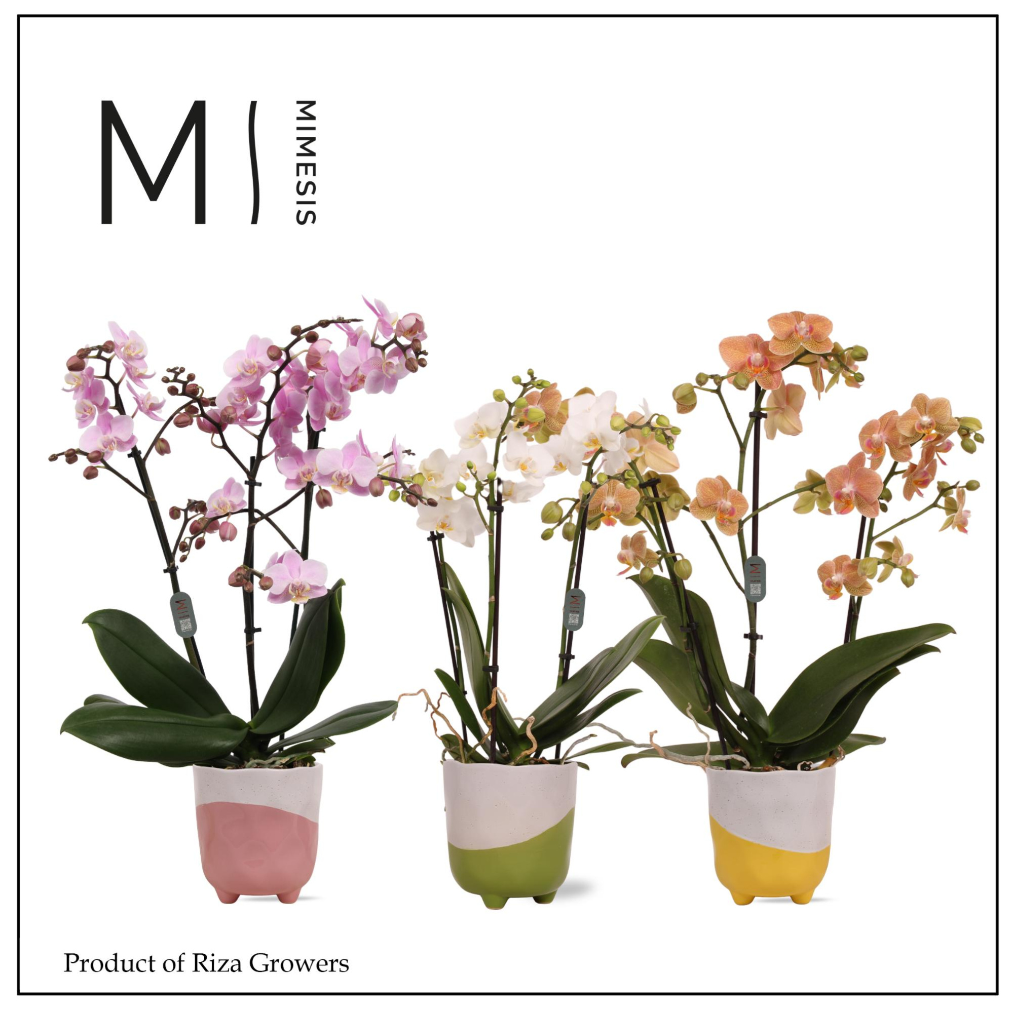 Mimesis Phal. Multi Mix - 3 spike 12cm in Gabby Mix Ceramic, D 12 cm