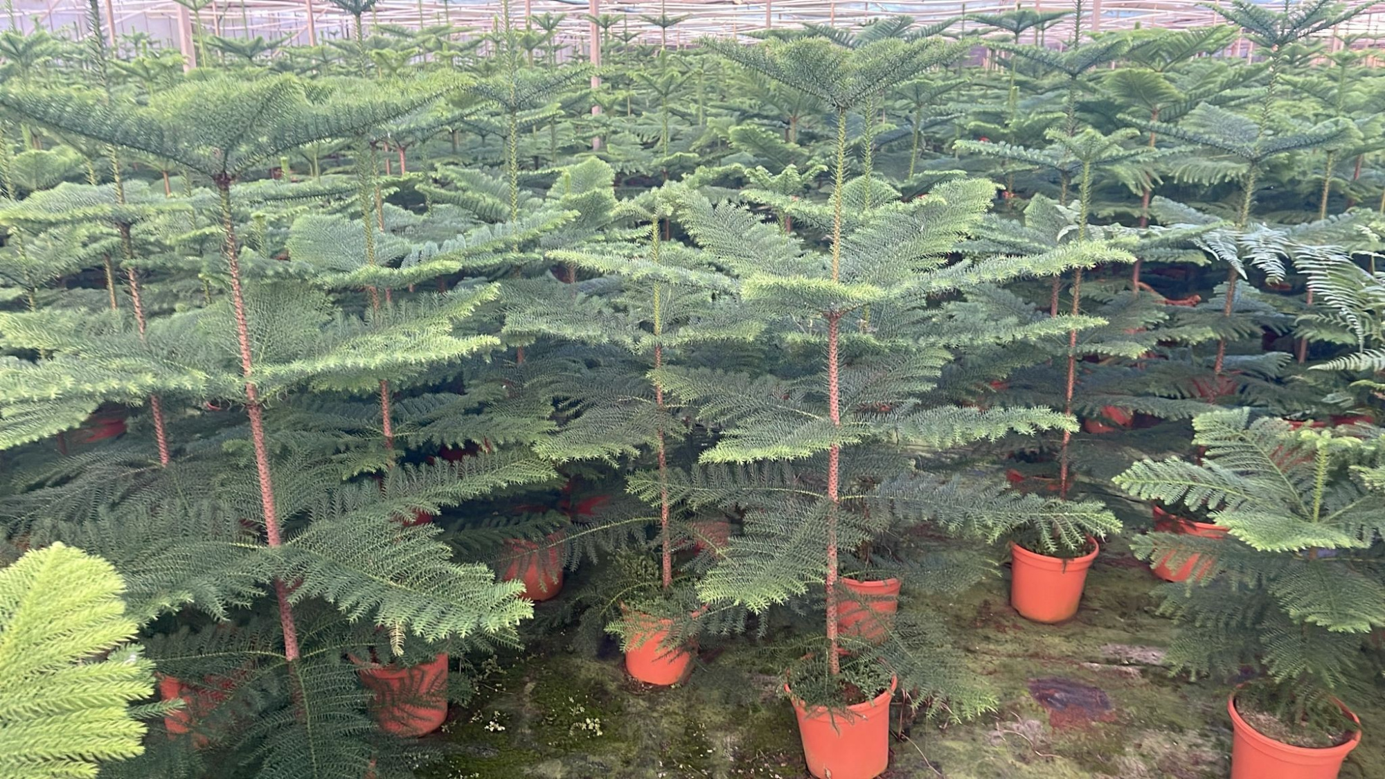 araucaria heterophylla, D 21 cm