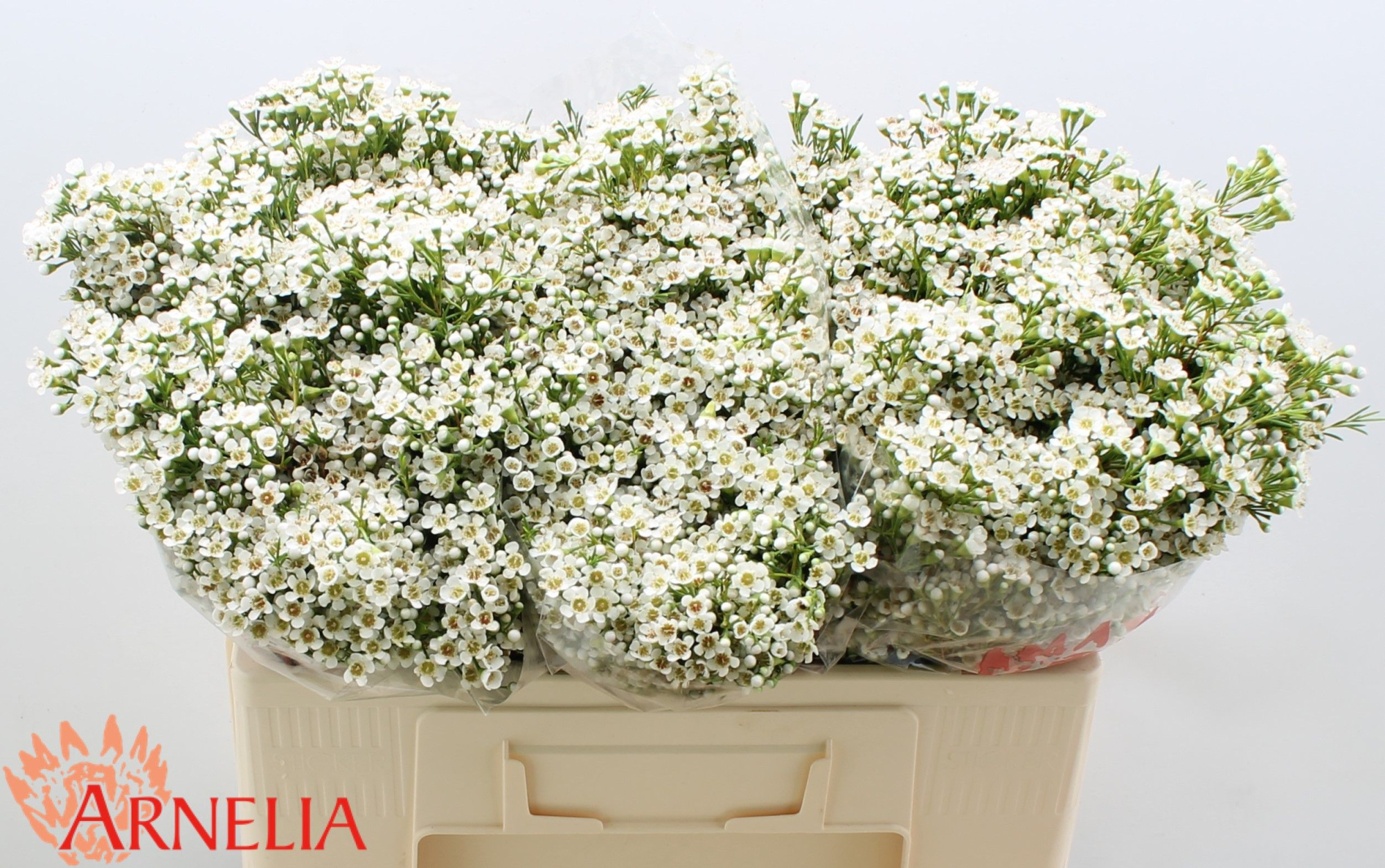 Шамелациум Перл Баттонс 50, шт.