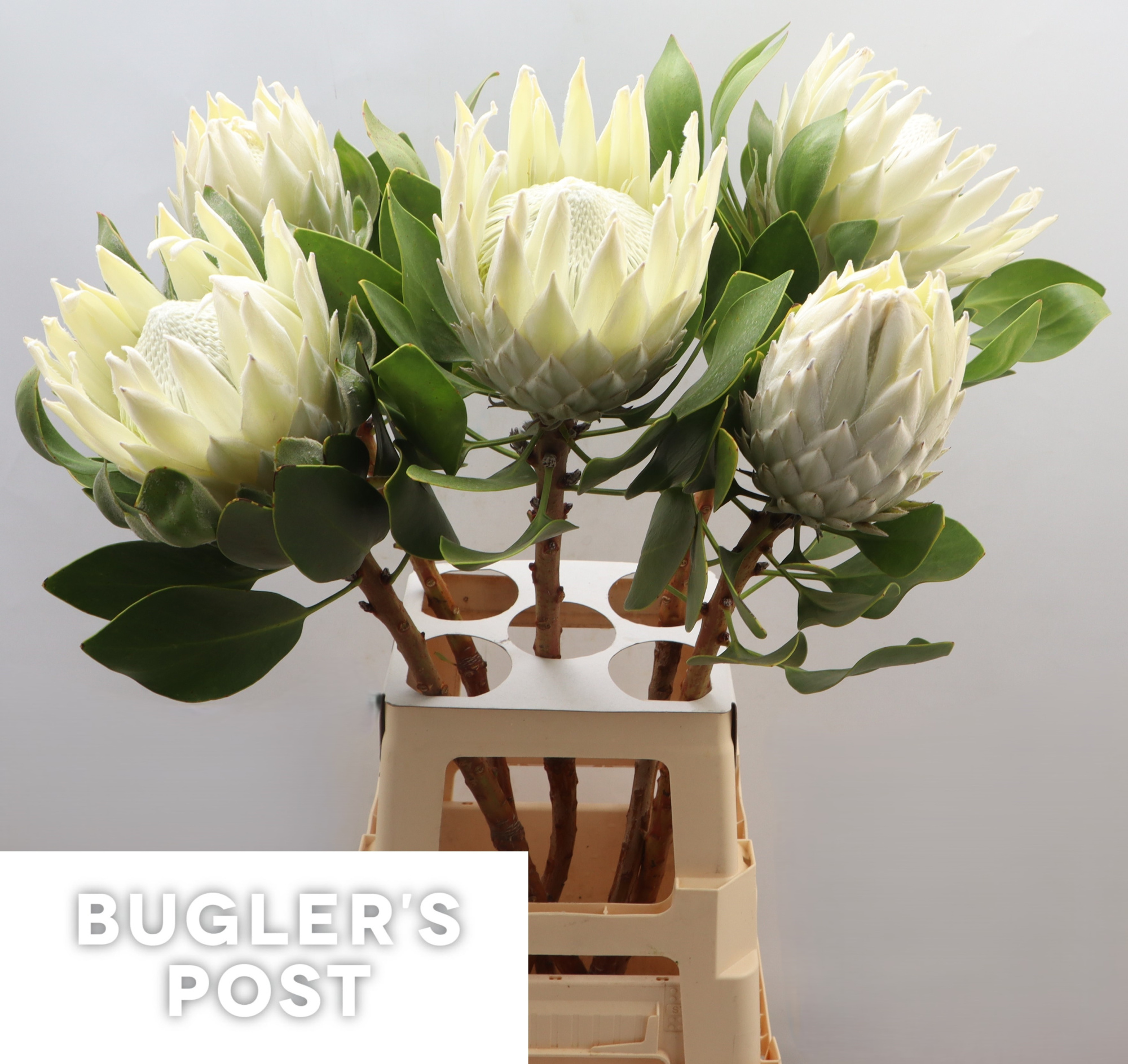 Протея Айова Арктик Айс 80, шт.