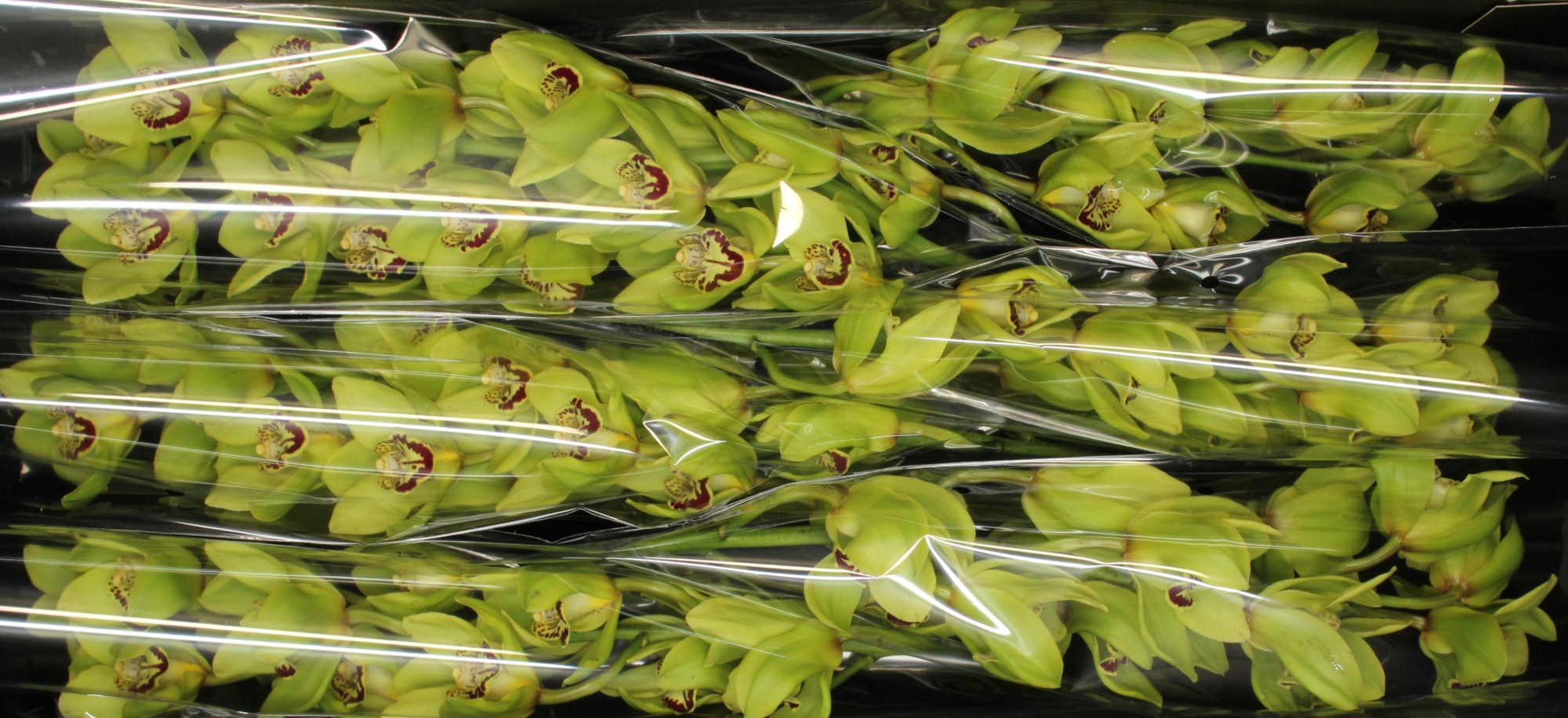 Цимбидиум Бониони x6 80, шт.