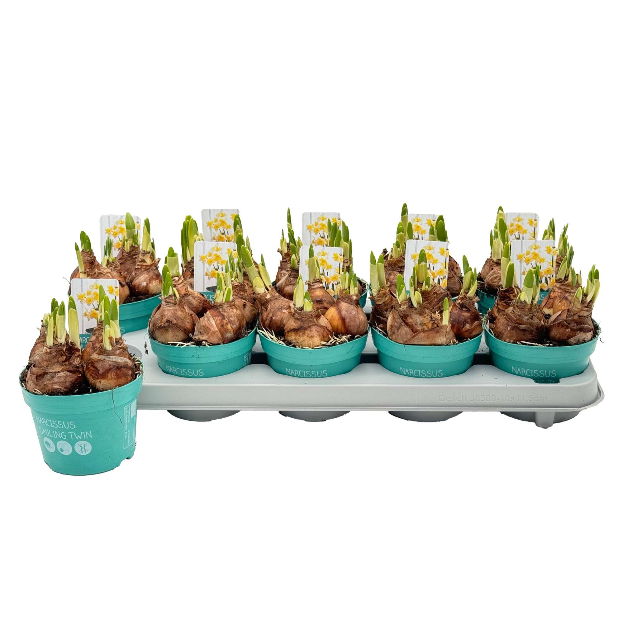 Narcis Smiling Twin 'Diamond Collection', D 12