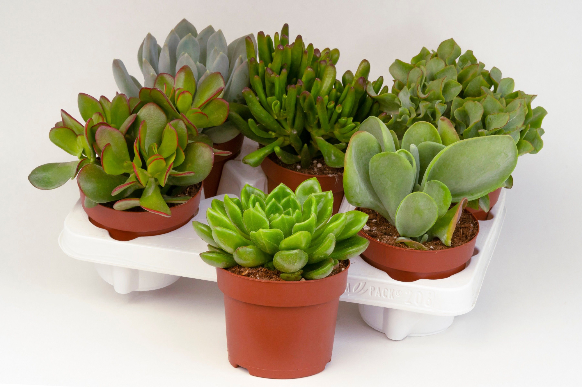Succulent mix C12cm- 6 units tray, D 12 cm