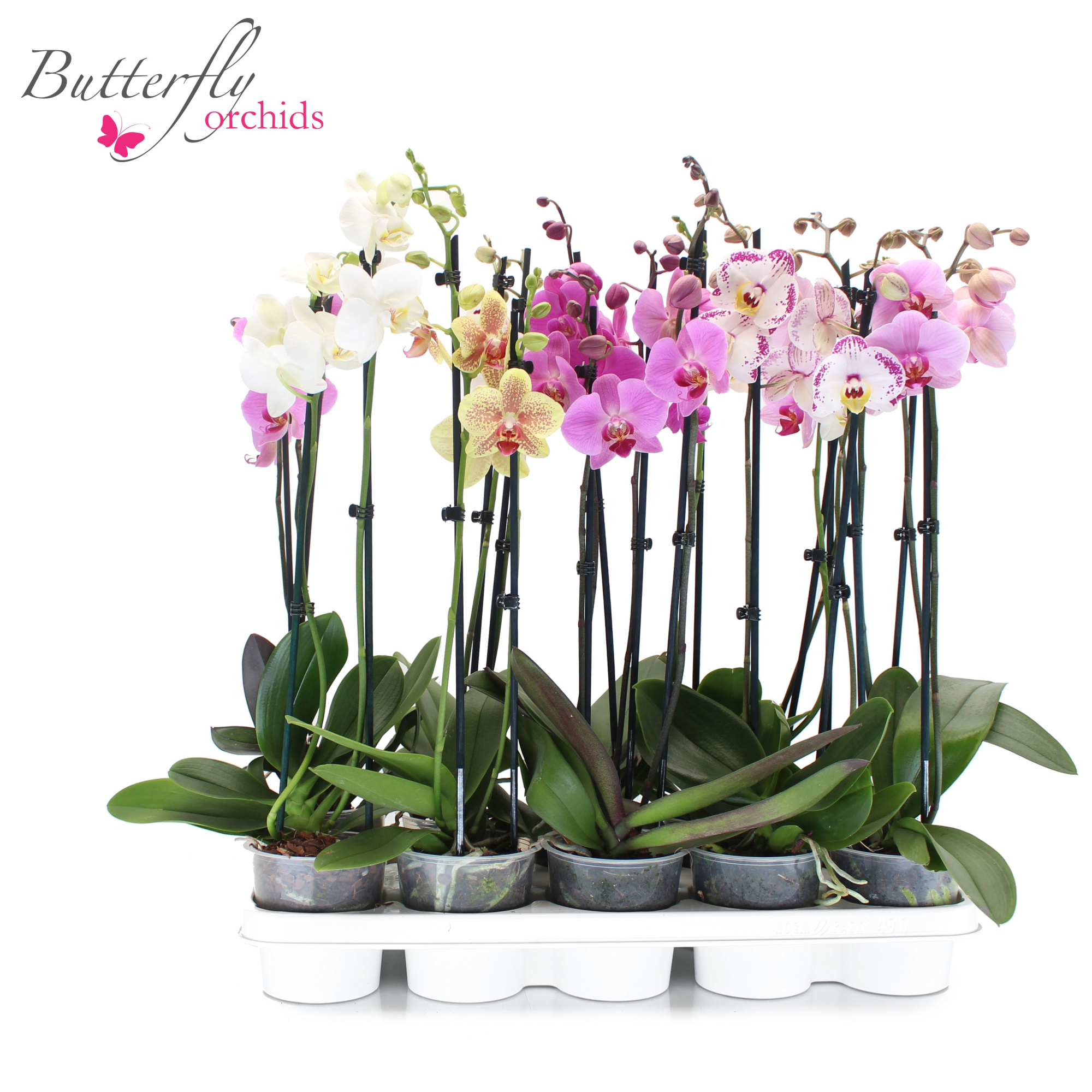 Phalaenopsis Mix 2 tak 12/14+ 55-70 cm, D 12 cm