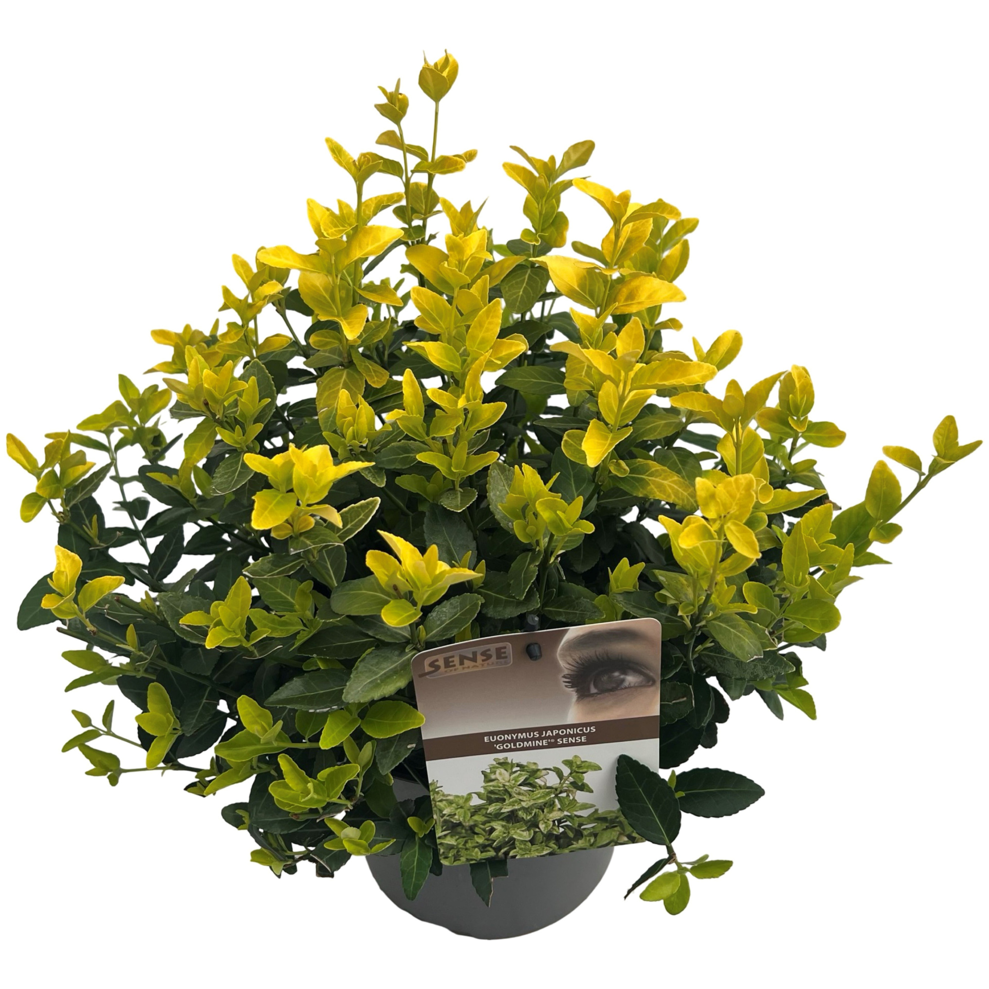 Euonymus jap. 'Goldmine'® sense, D 23 cm