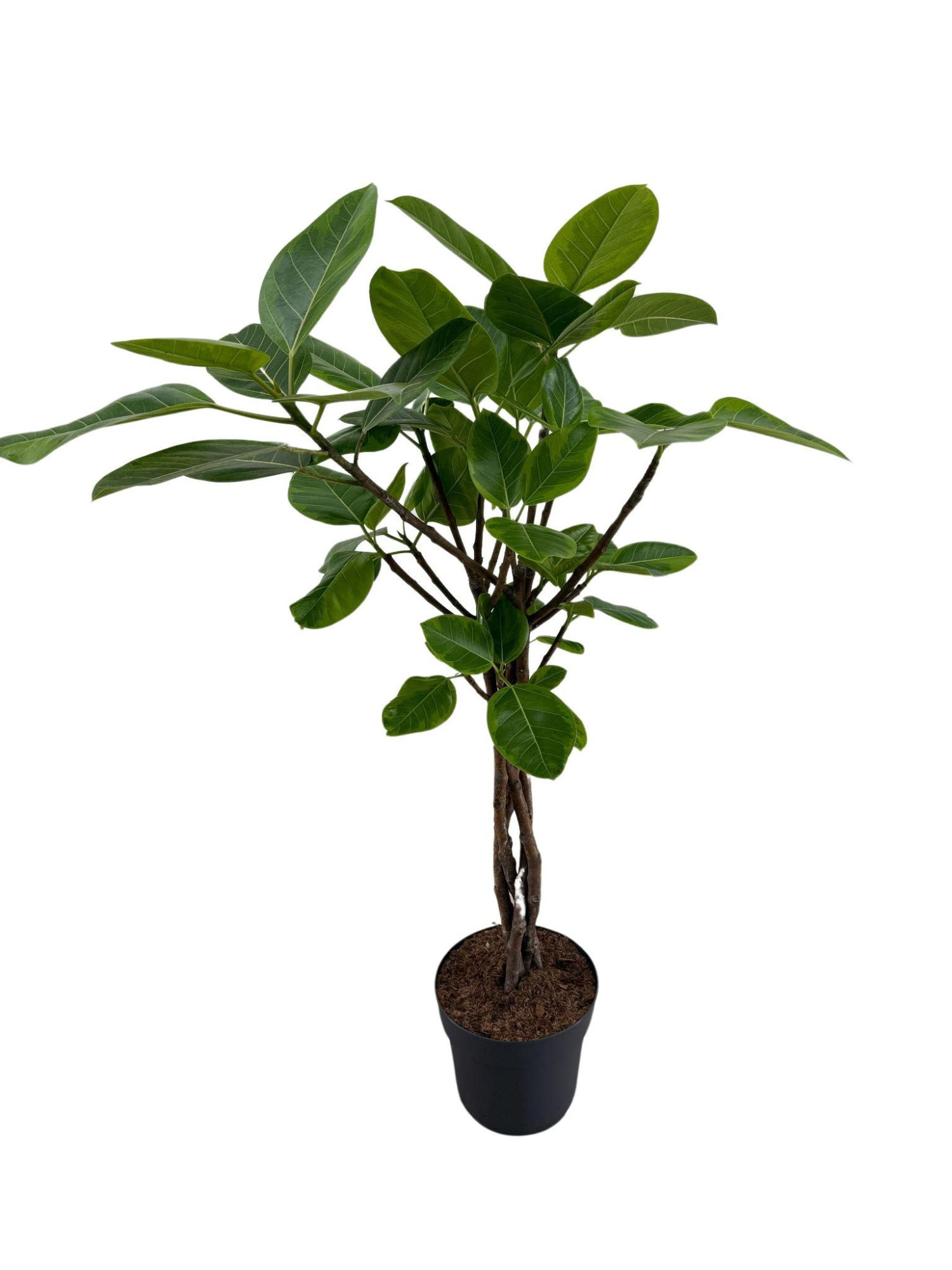 Ficus Benghalensis Altissima gevlochten stam p24, D 24 cm