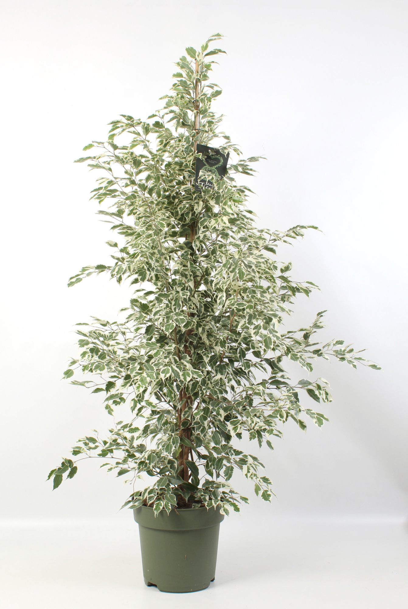 FICUS benjamina Profit, D 27 cm